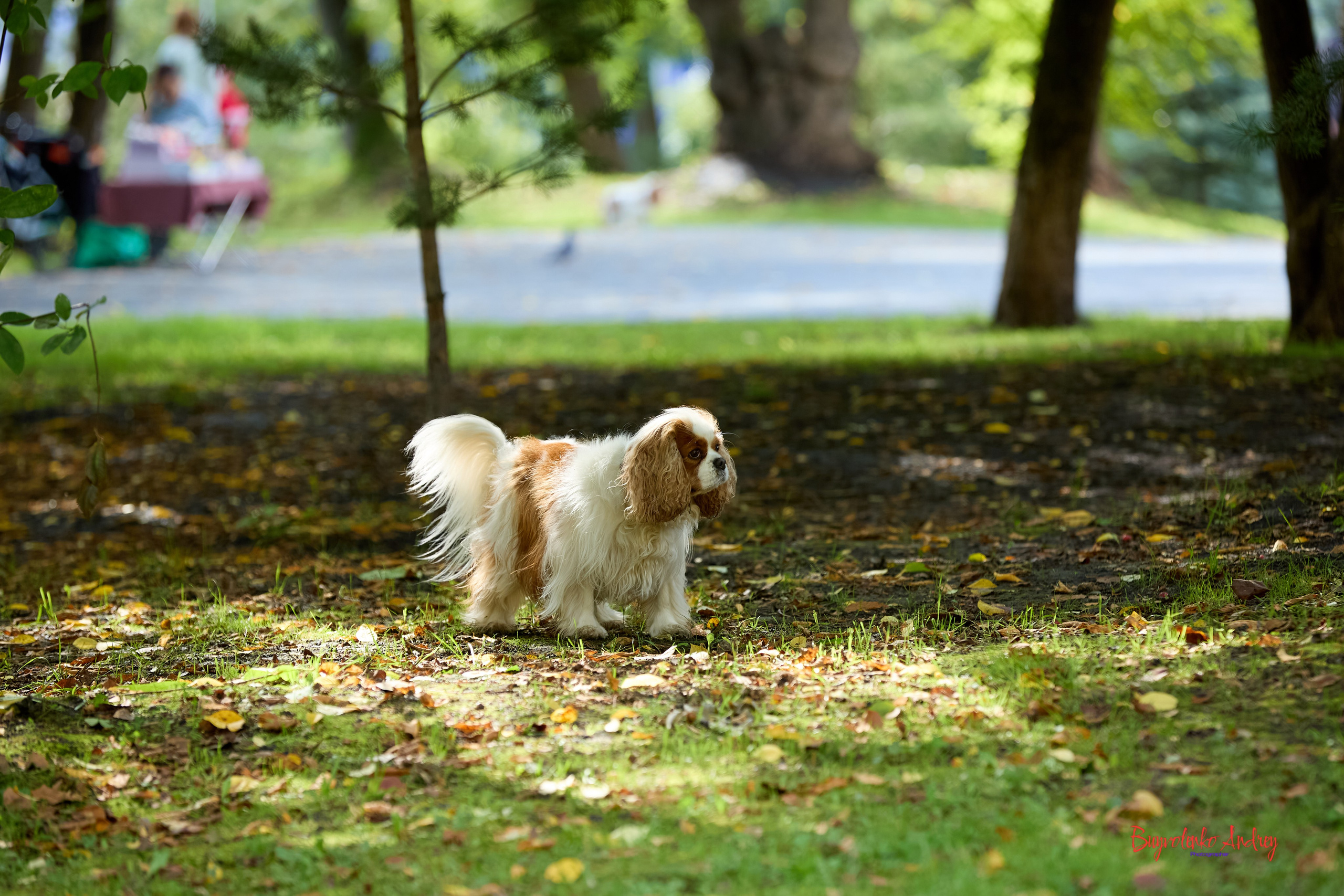 Фотопрогулка с кавалерами. Buyvolenko Andrey