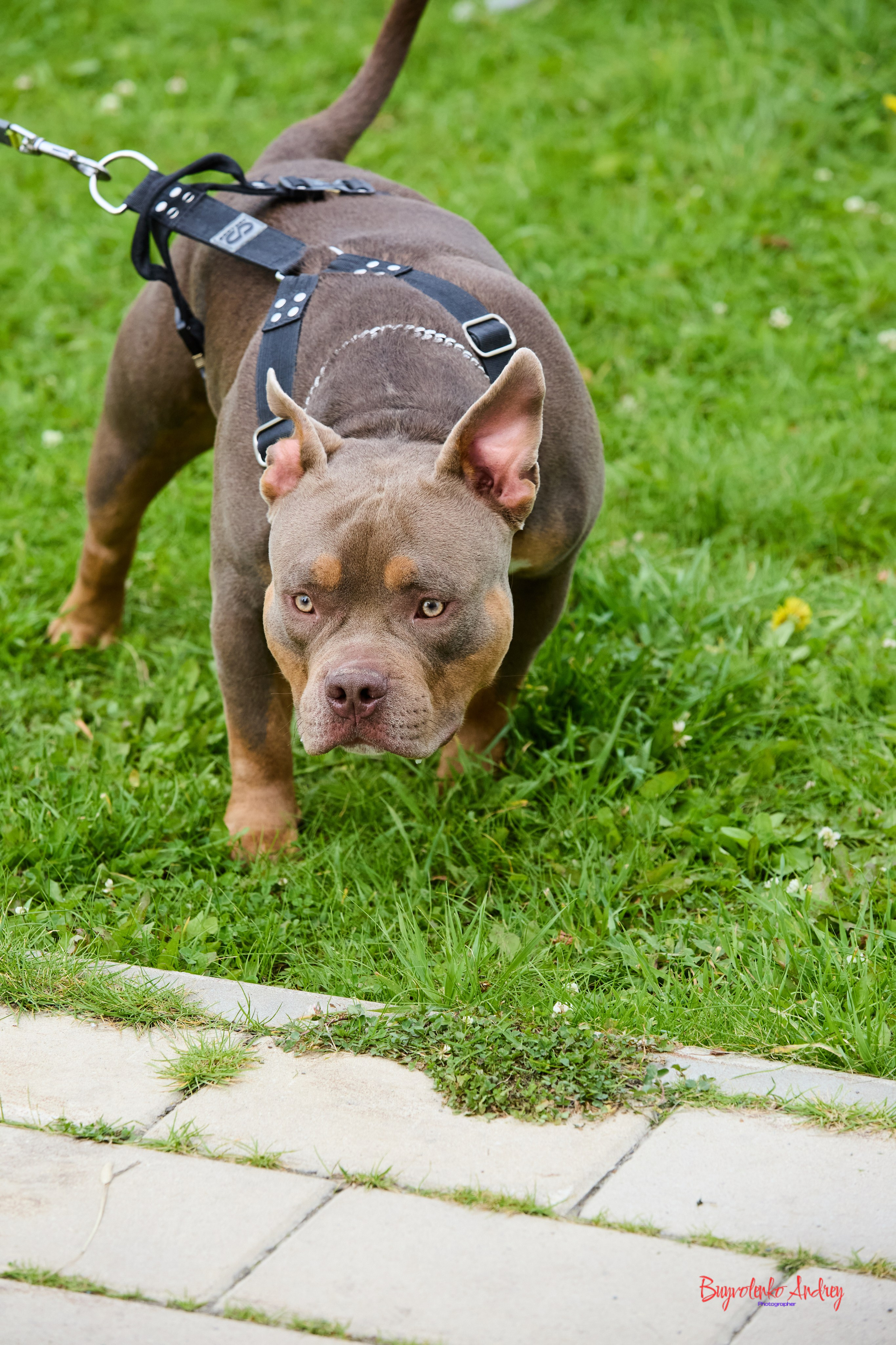 Проект фотопрогулка с хвостиком. Buyvolenko Andrey