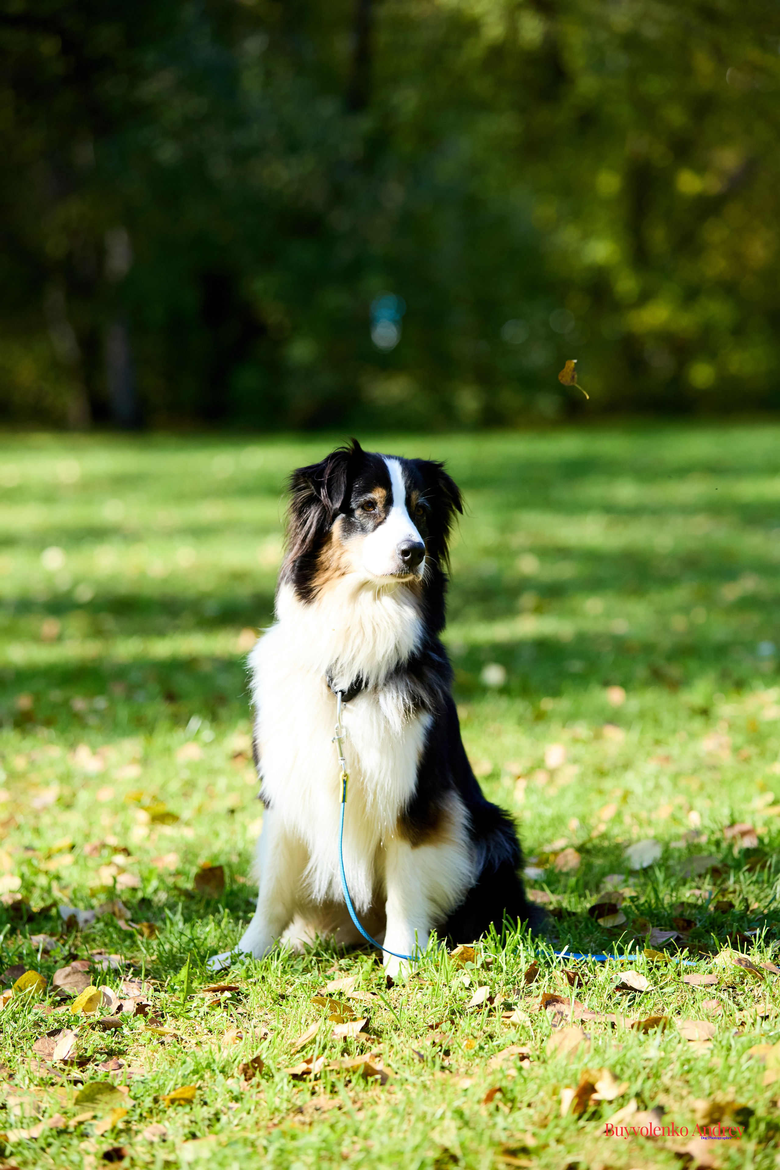 Басенджи и Аусси 21.09.2025. Buyvolenko Andrey