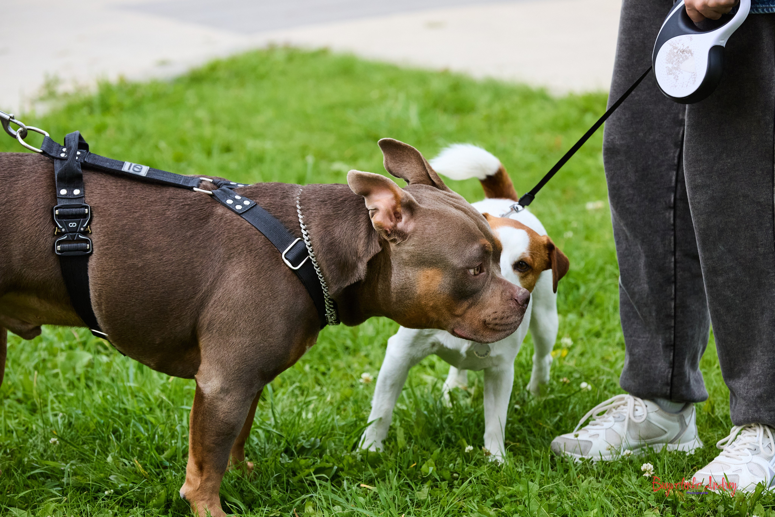 Проект фотопрогулка с хвостиком. Buyvolenko Andrey