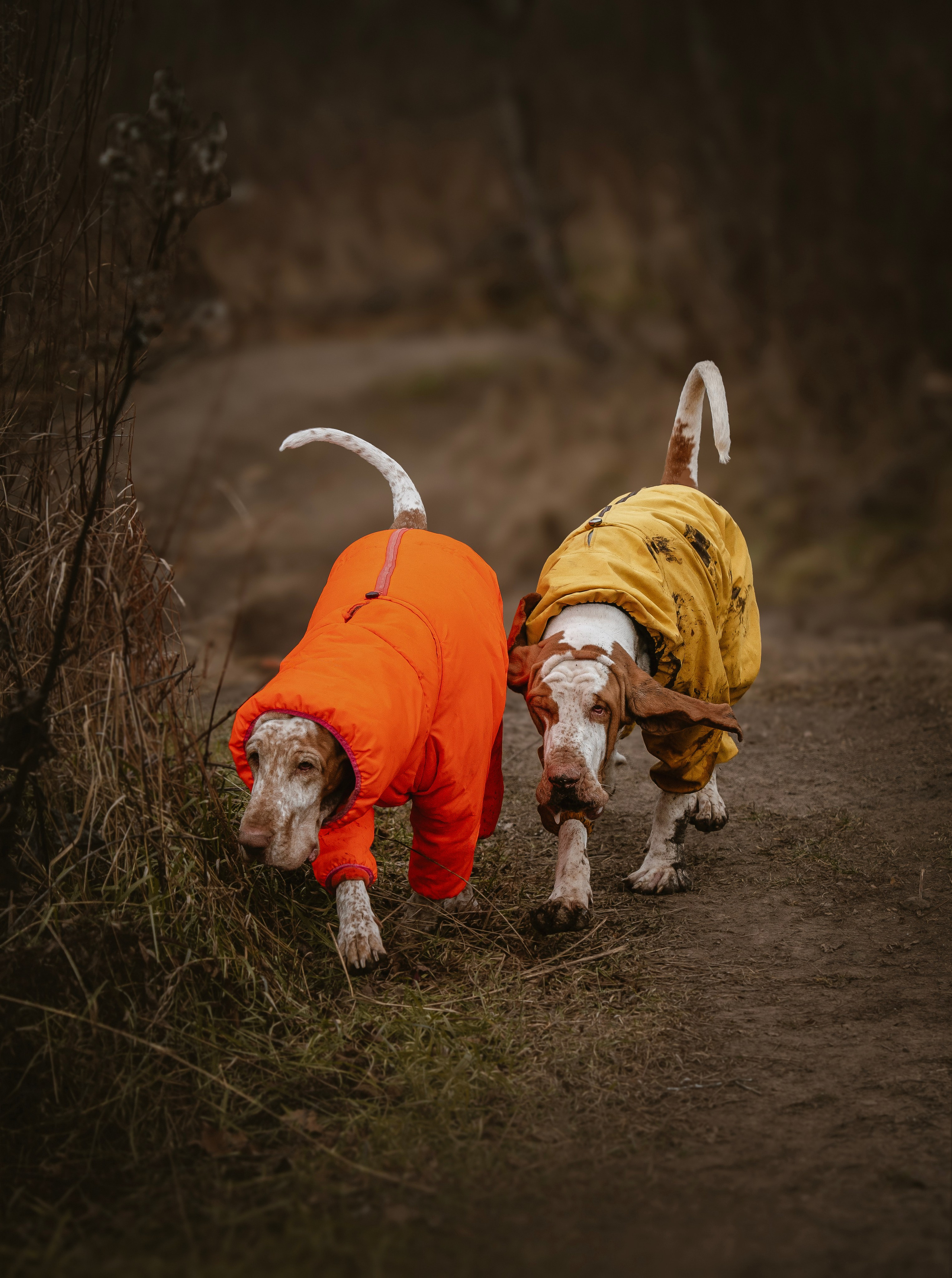 Итальянский бракк Стеша и Любомир. Семейный фотограф анималист г. Находка