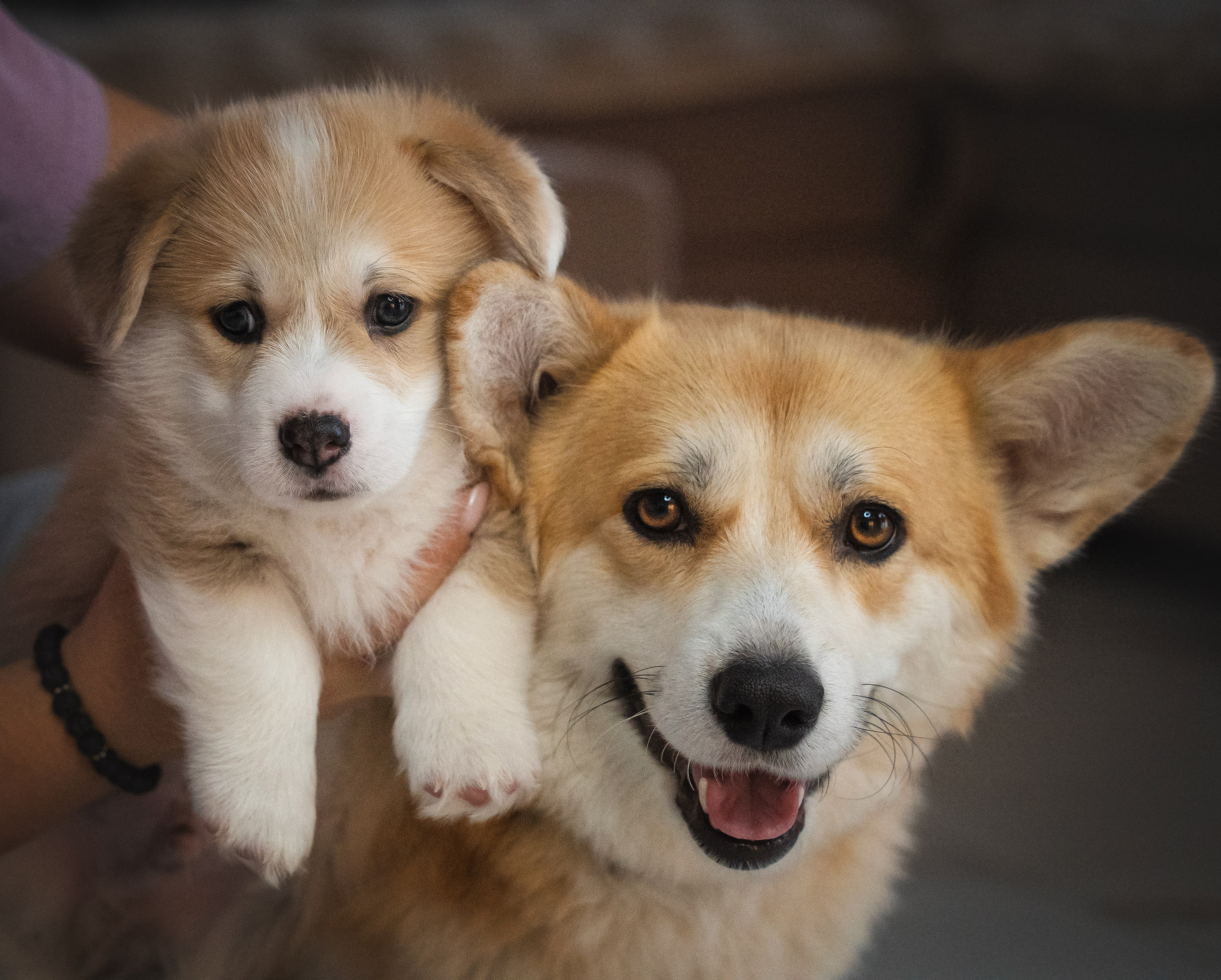 Щенки. Семейный фотограф анималист г. Находка