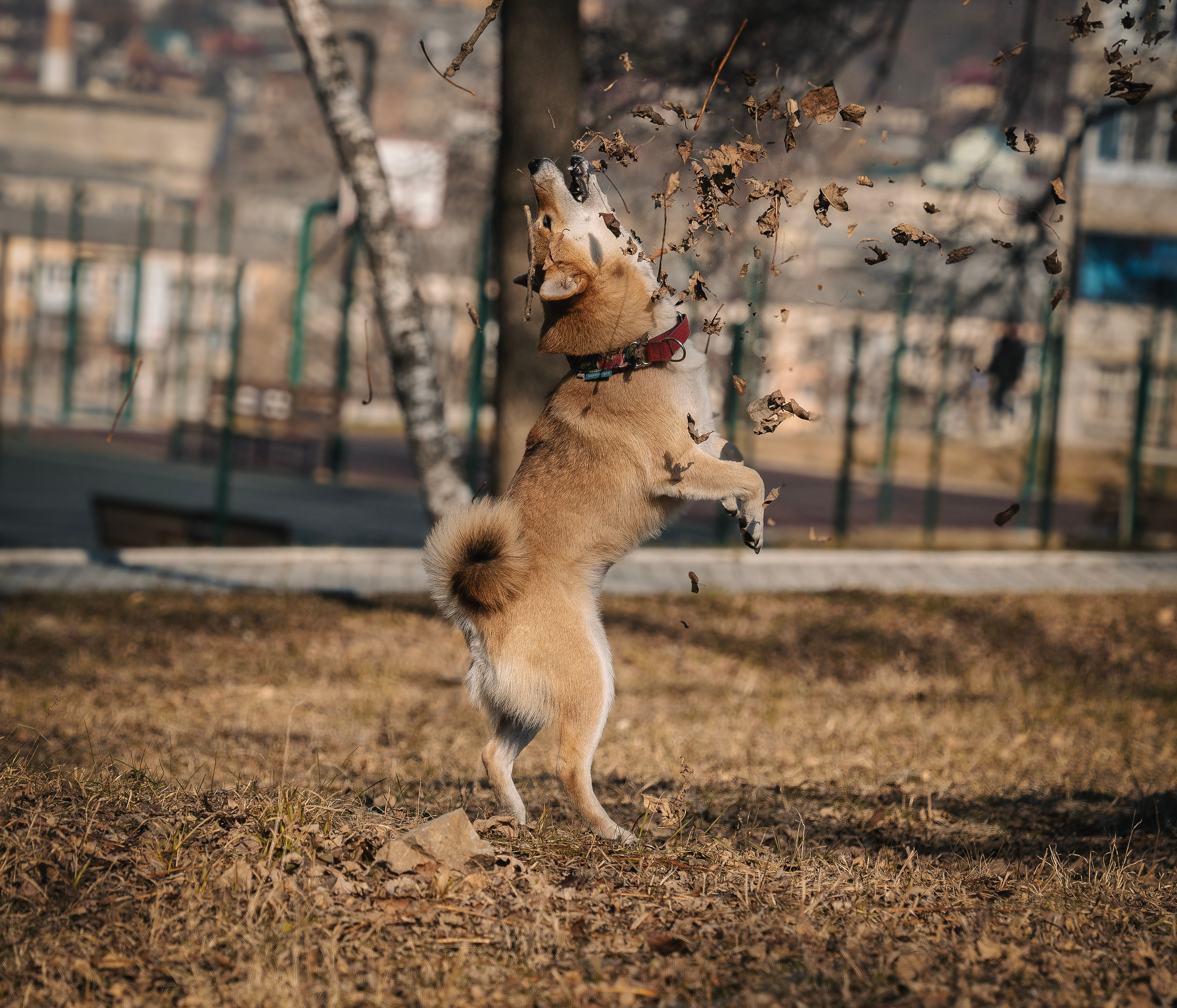 Семейная история. Семейный фотограф анималист г. Находка