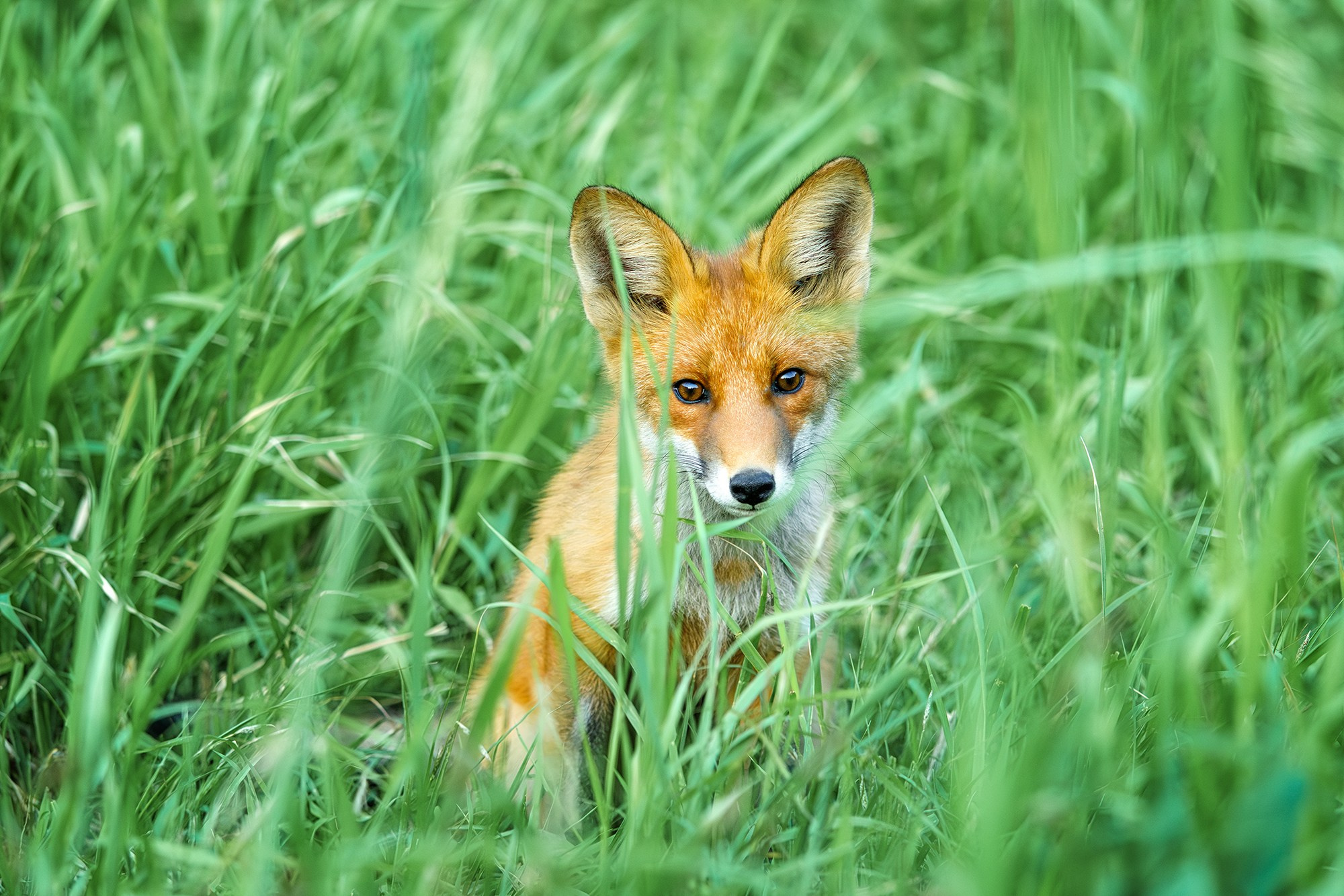 Животные. Ваш личный фотограф Марина Волкова
