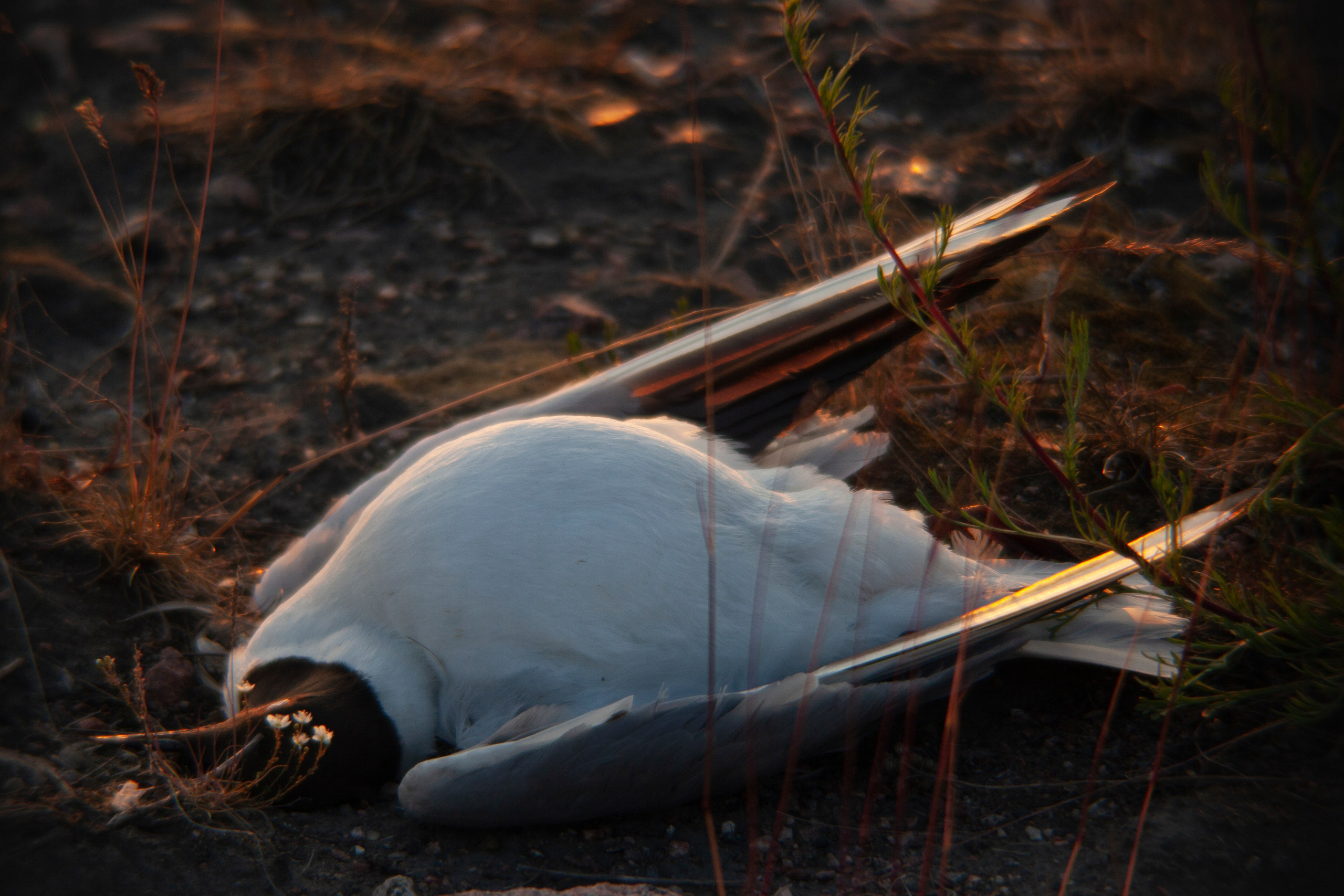 Птичий базар на заливе. Фотограф Адигамова Юлия в Петербурге