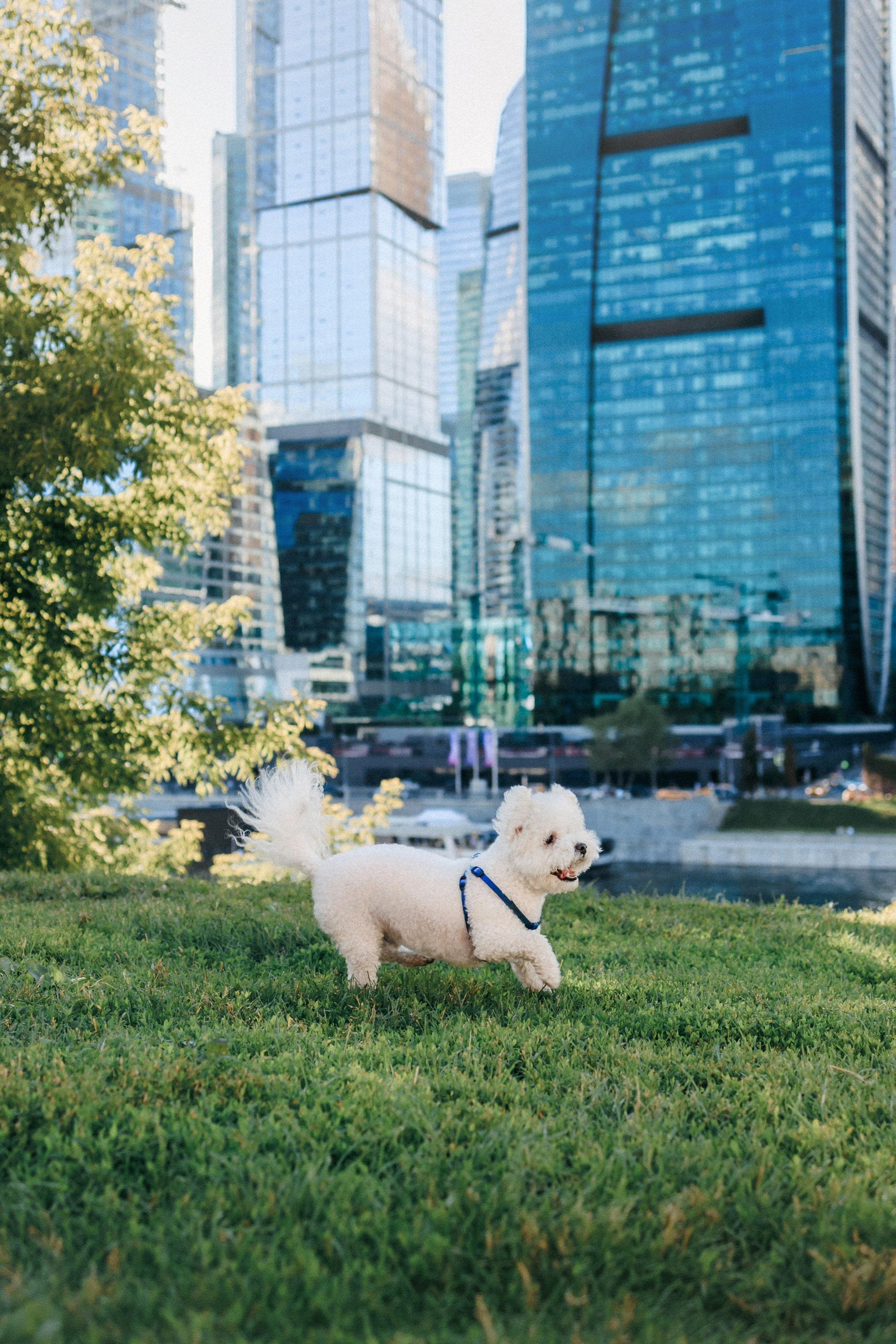 Марина, Данил и Бруно. Фотограф-анималист Елена Радченко, Москва