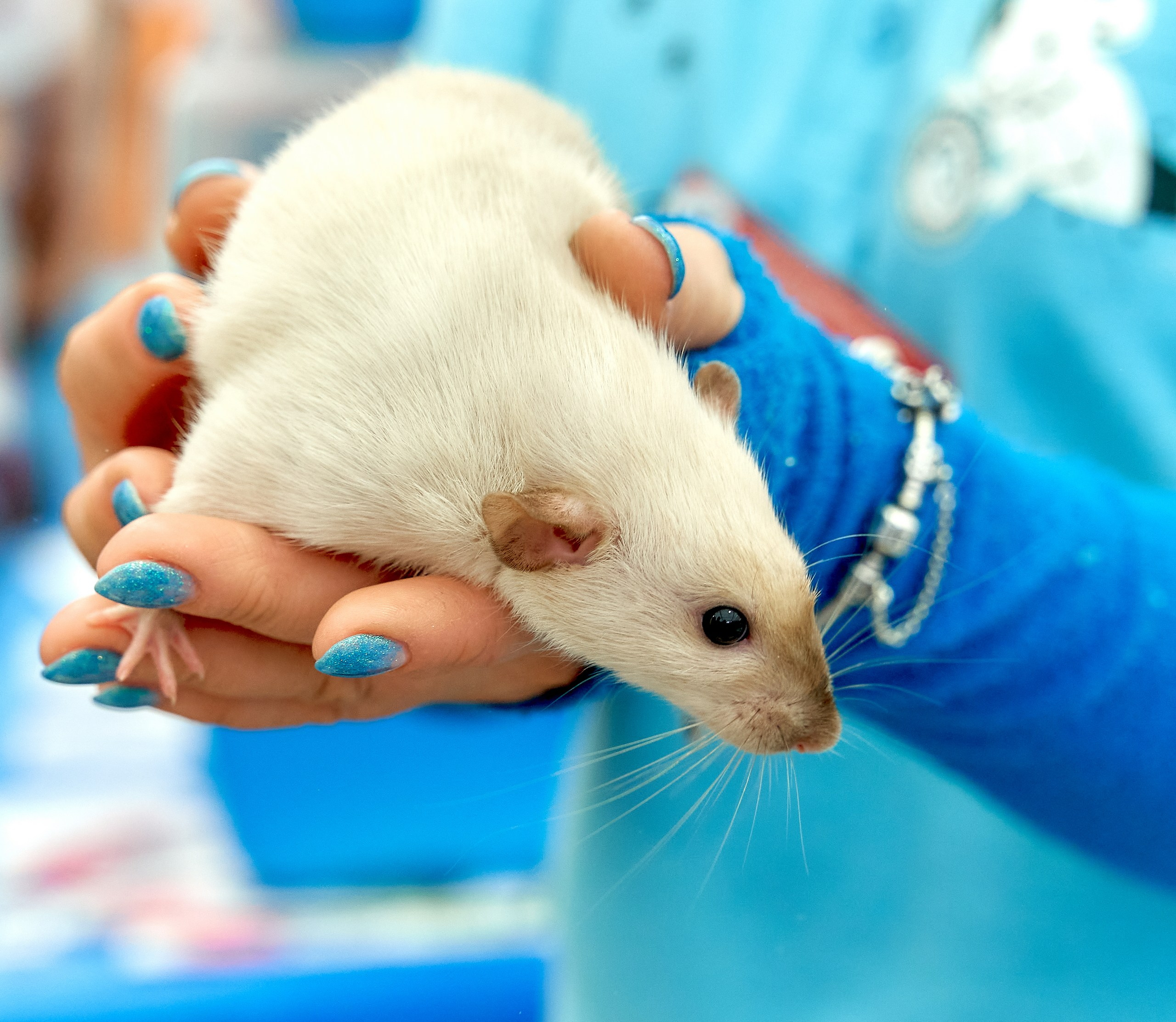 Животные — галерея NATRIEL