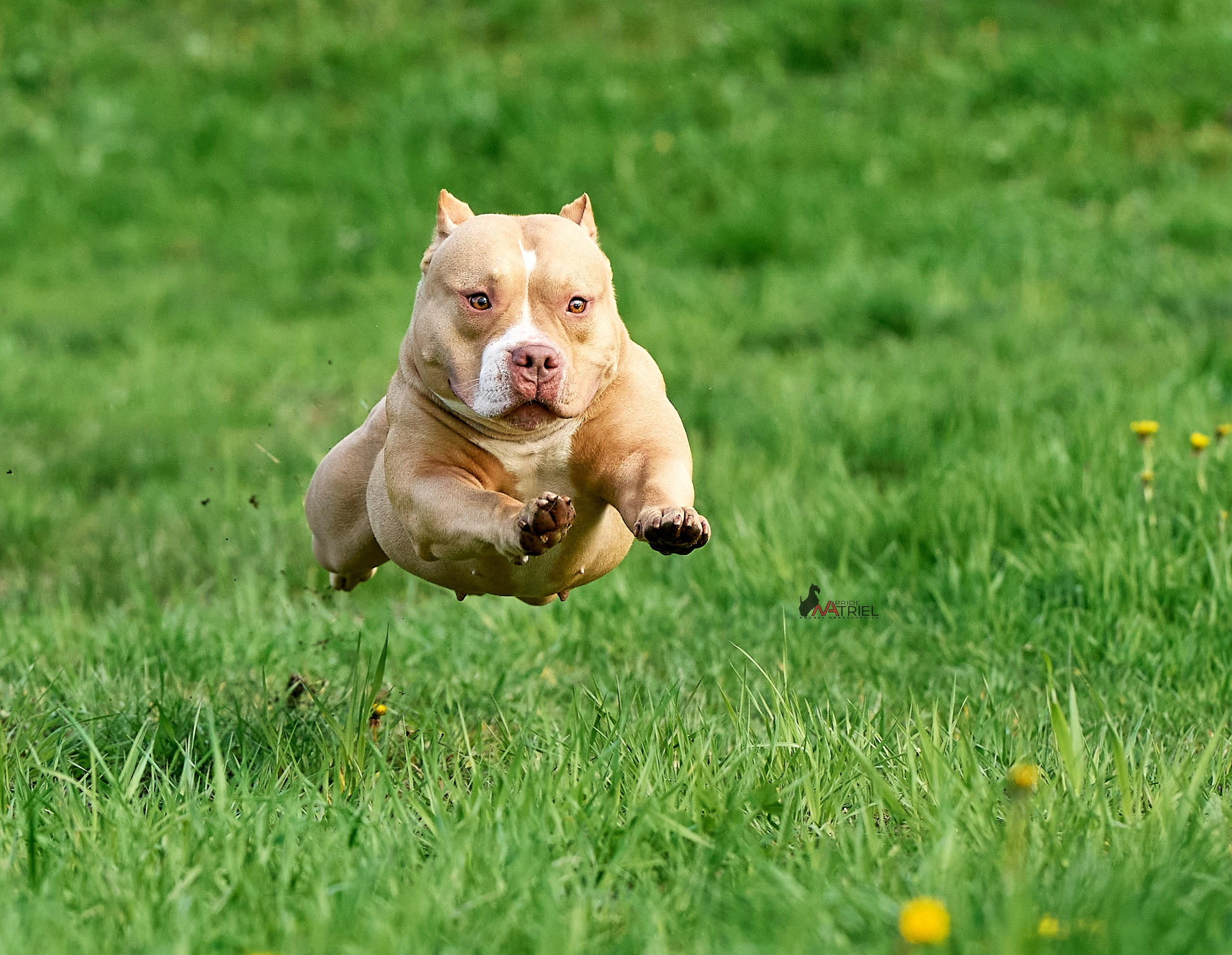 Прогулка в движении — галерея NATRIEL