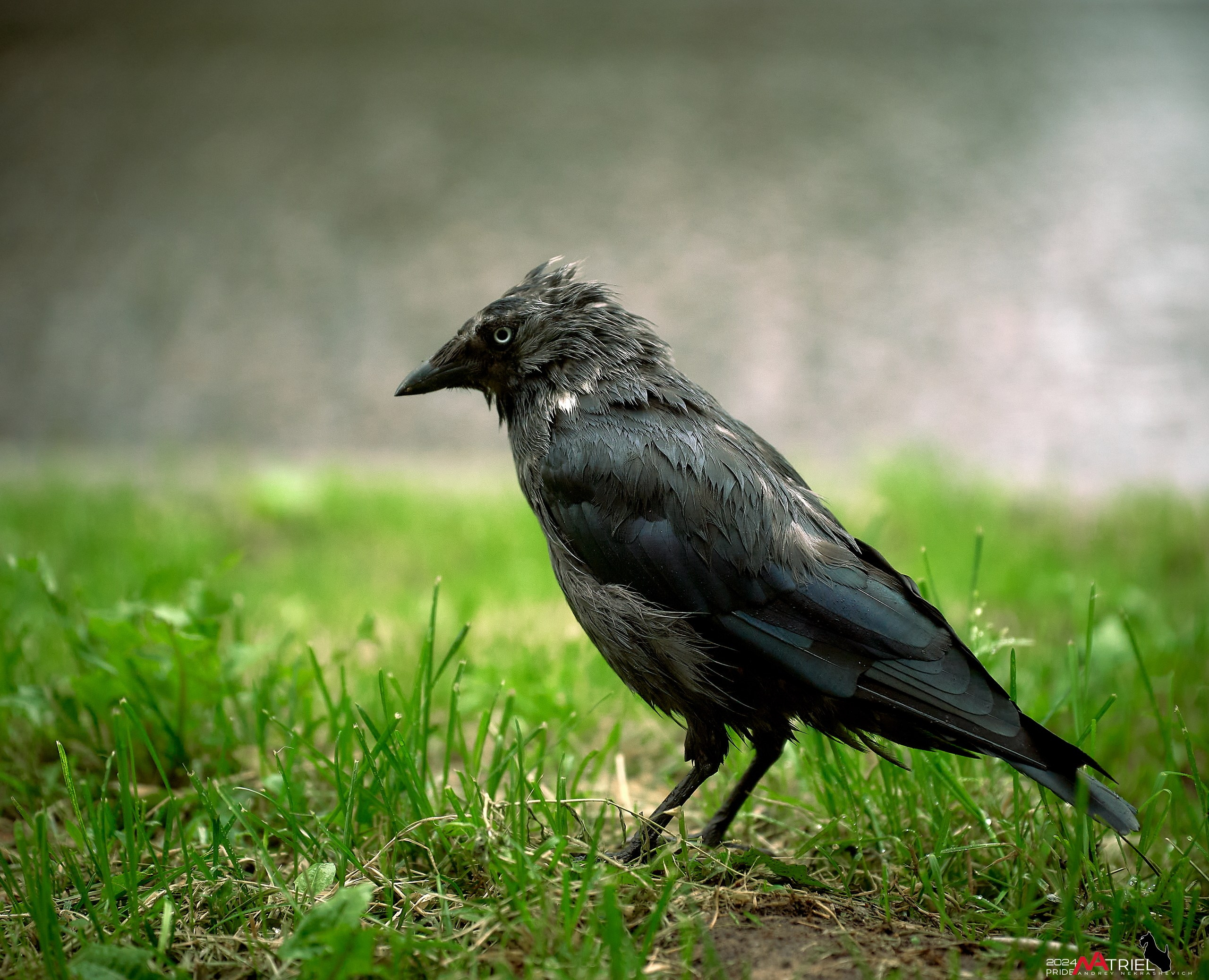 Съемка природы после дождя