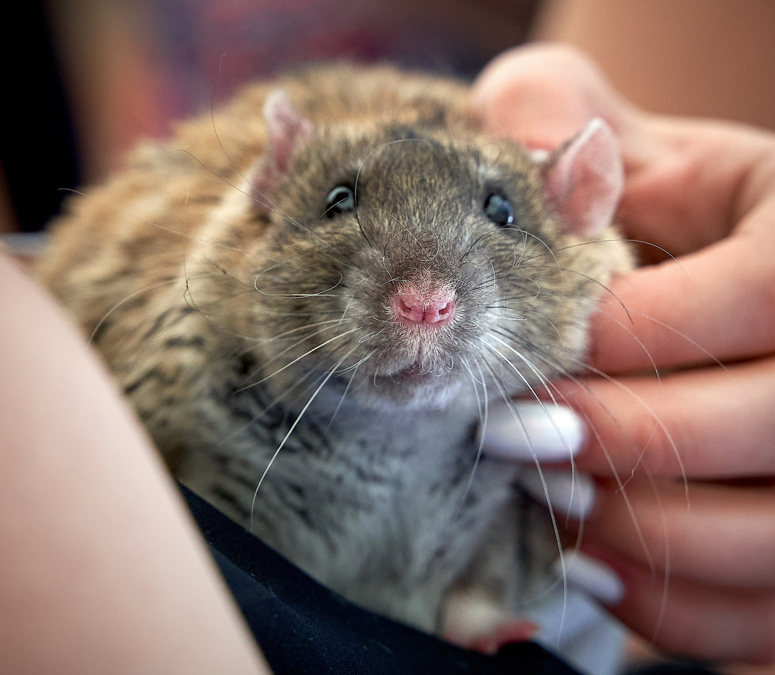 Животные — галерея NATRIEL