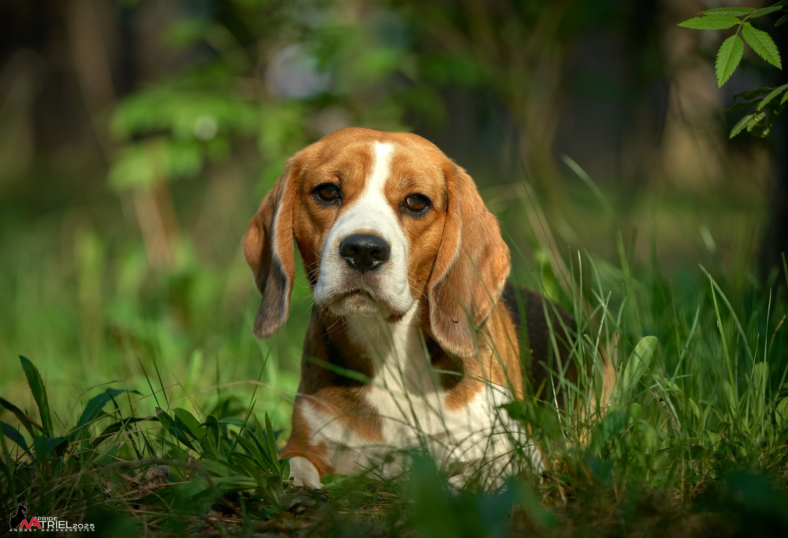 Выставка собак Суздаль-Владимир