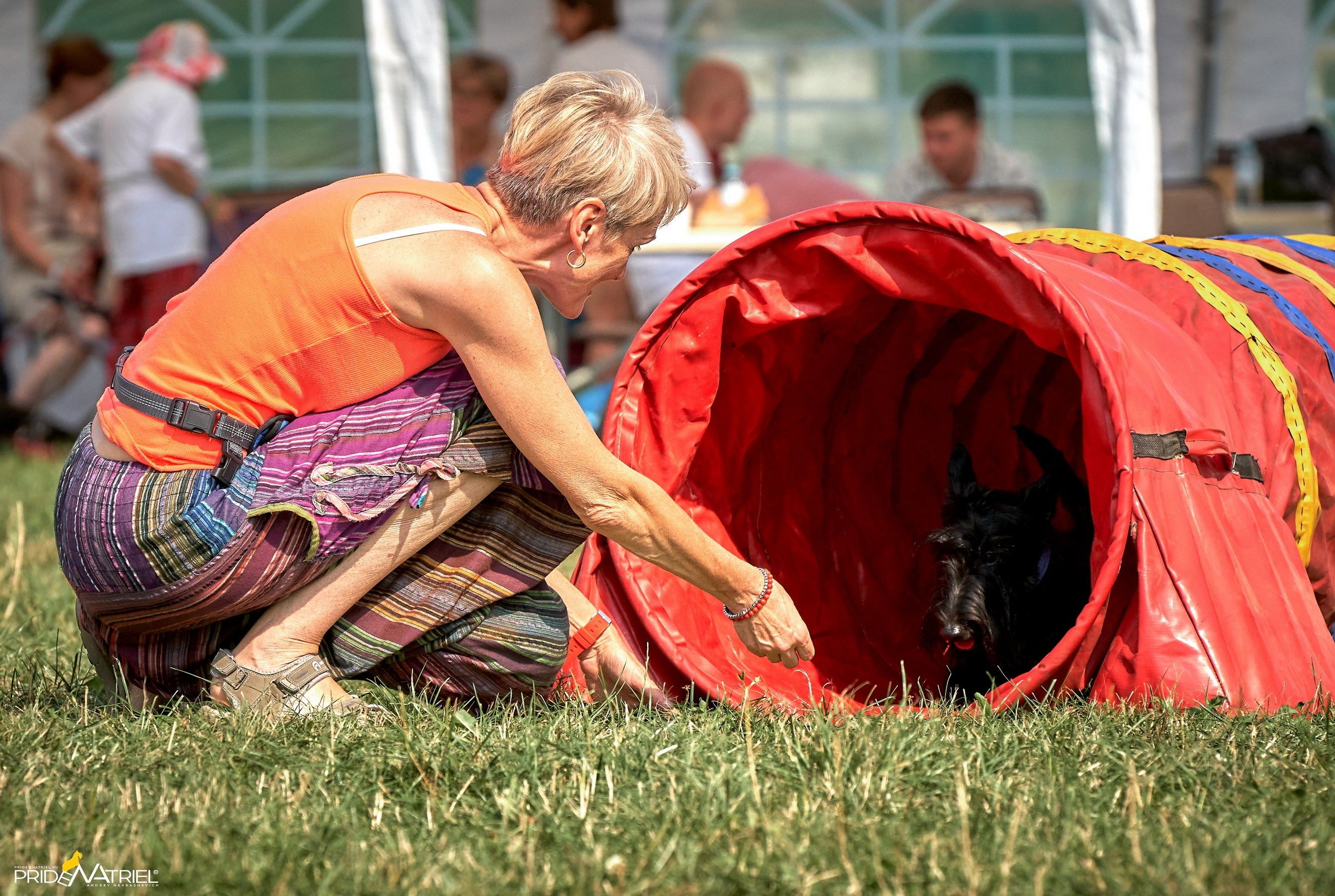 Мероприятия с собаками — галерея NATRIEL