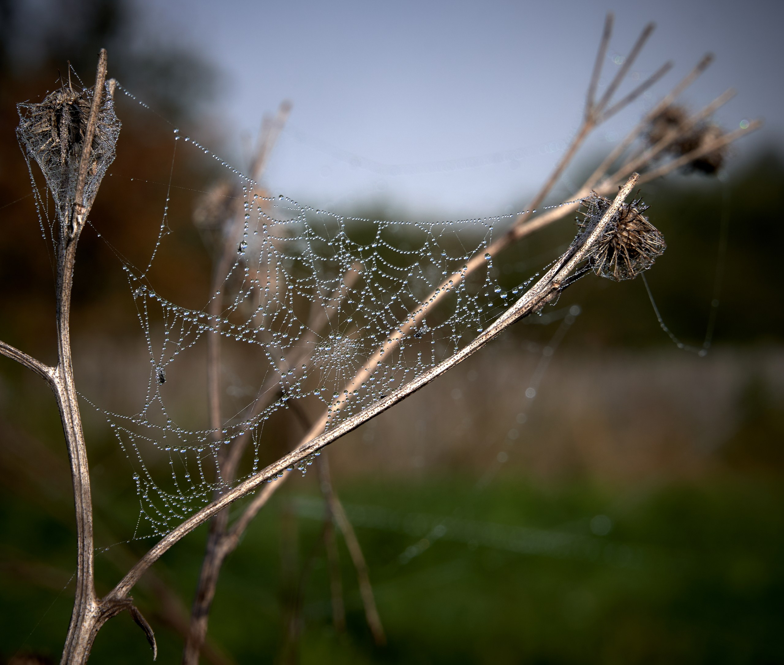 Лютики-цветочки — галерея NATRIEL
