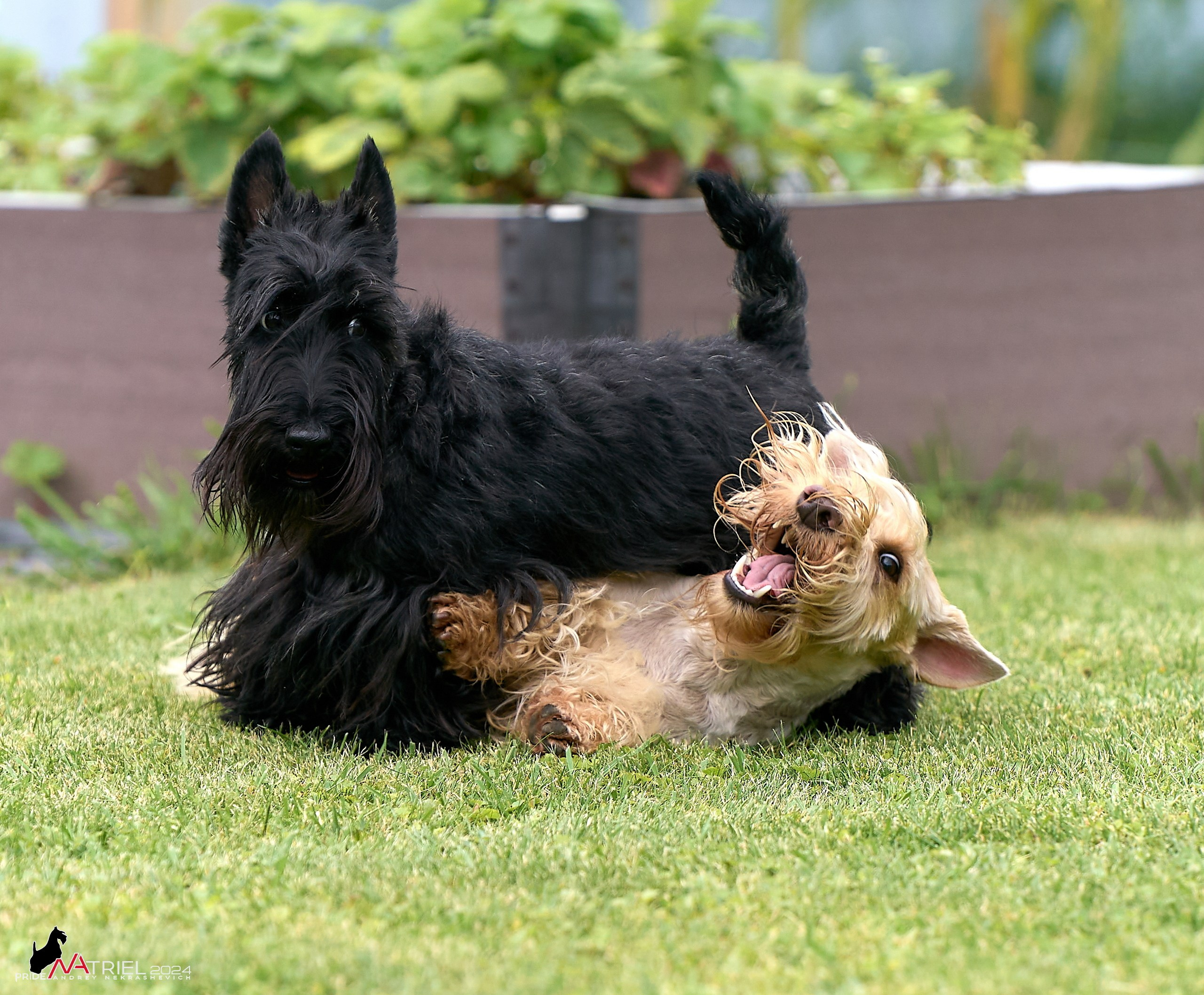 Скотчесемья «ИмпериалИти»
