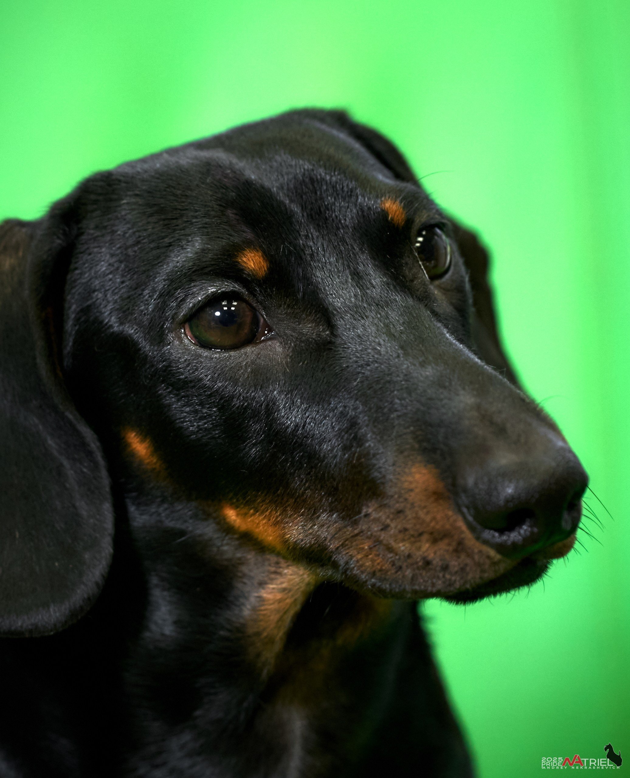 Съемка щенков таксы с мобильным светом