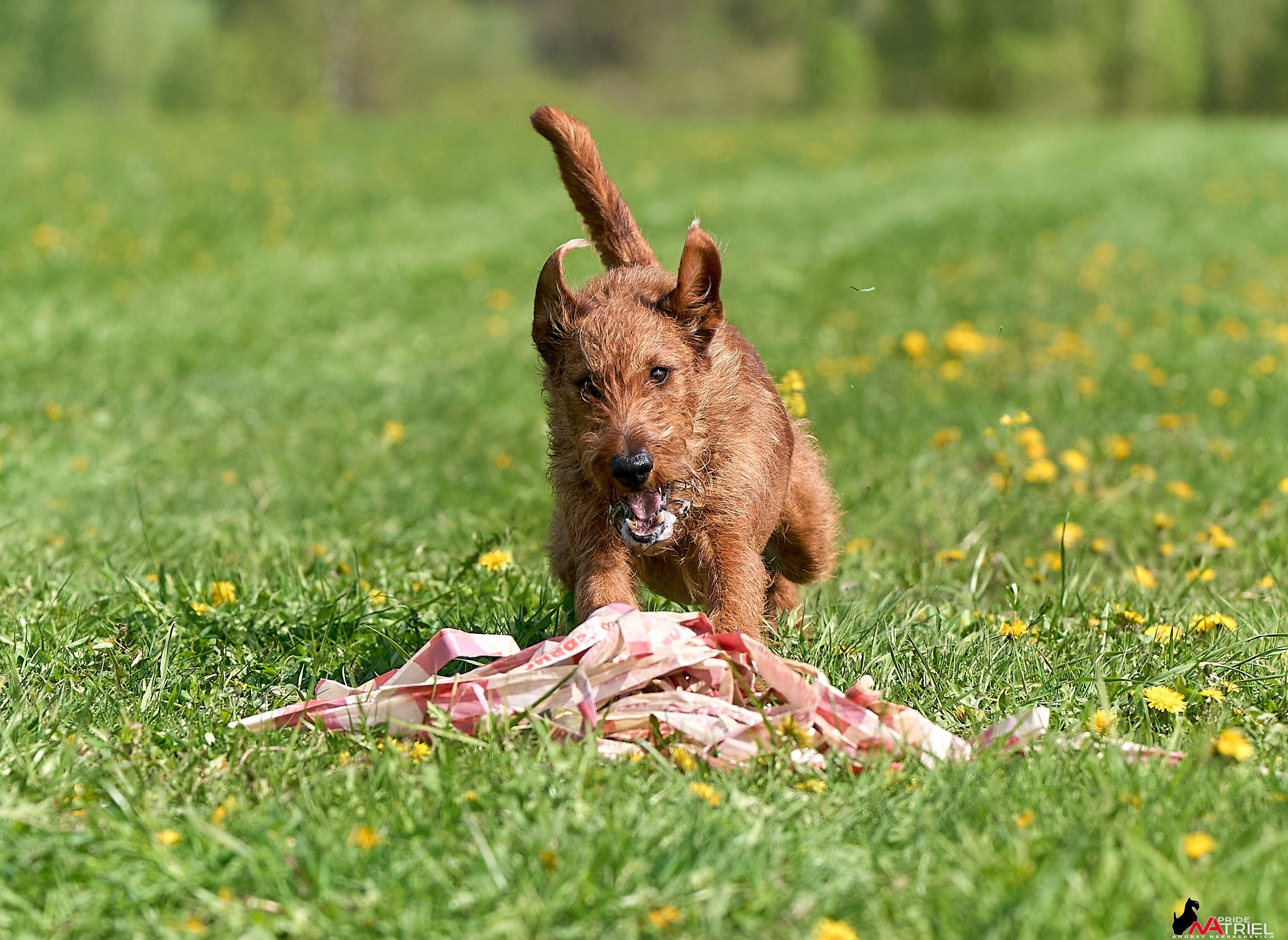 Съемка курсинг — галерея NATRIEL