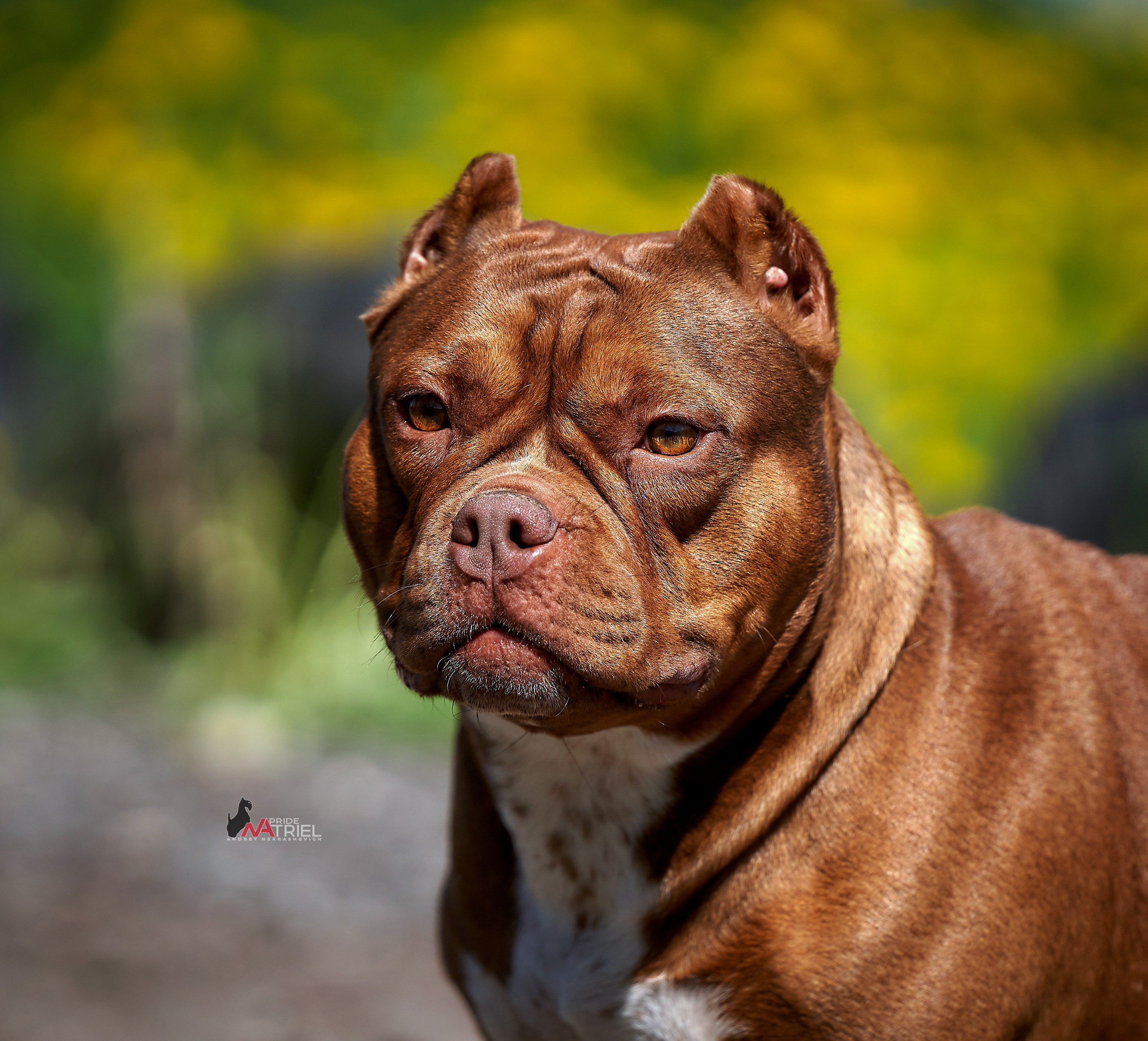 Портреты собак — галерея NATRIEL