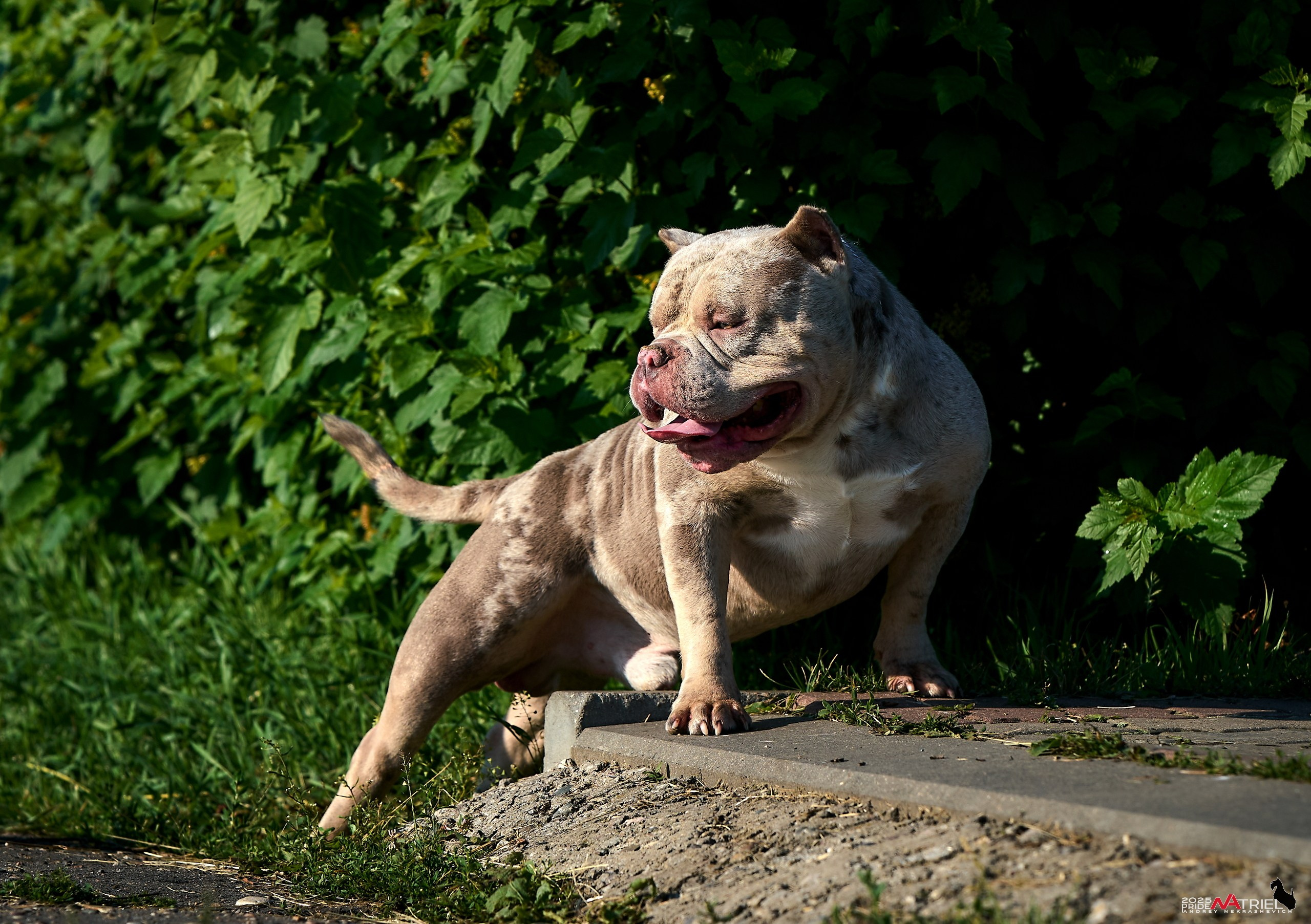 Съемка собак породы булли на природе