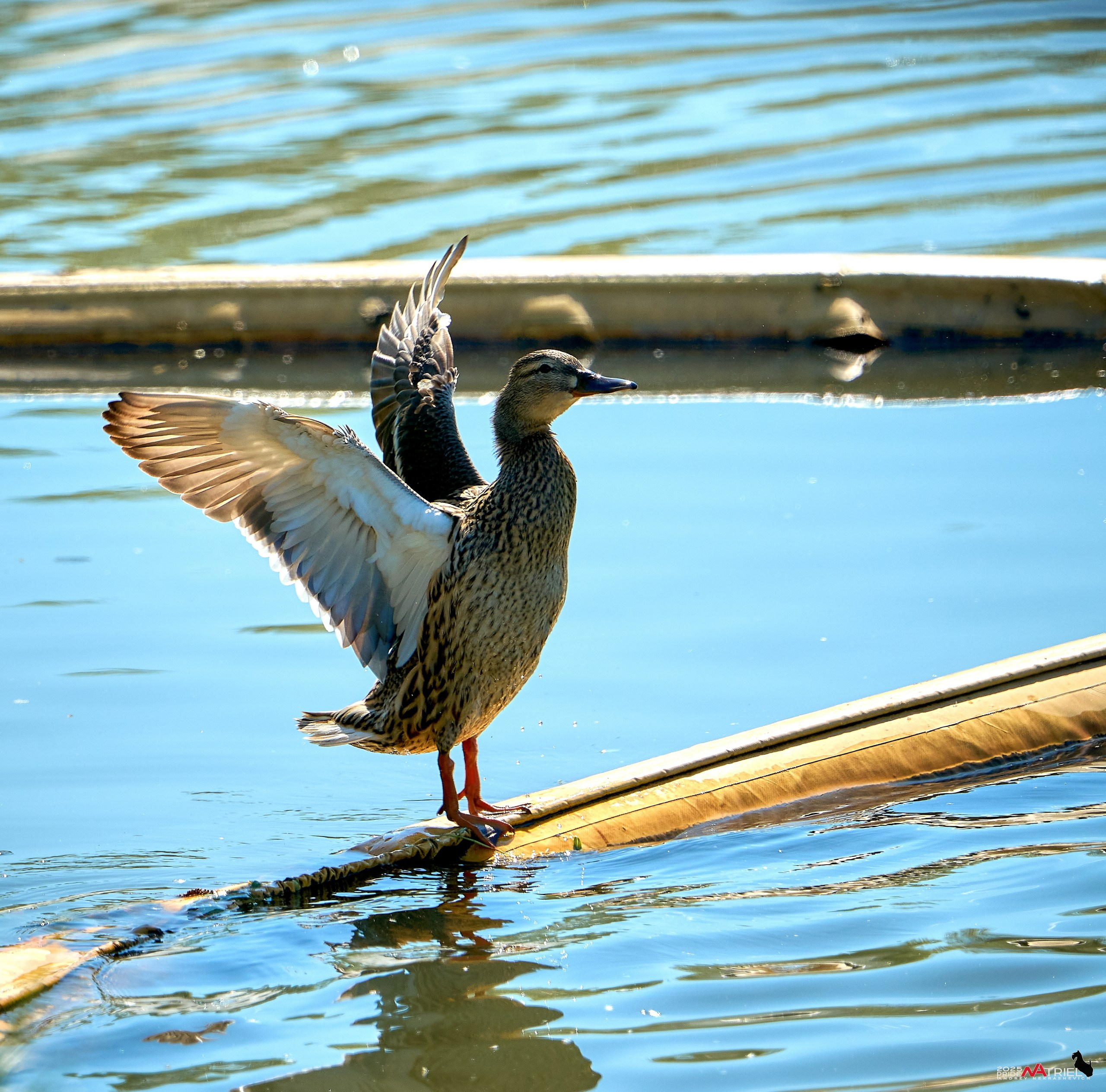 Птички и цветочки