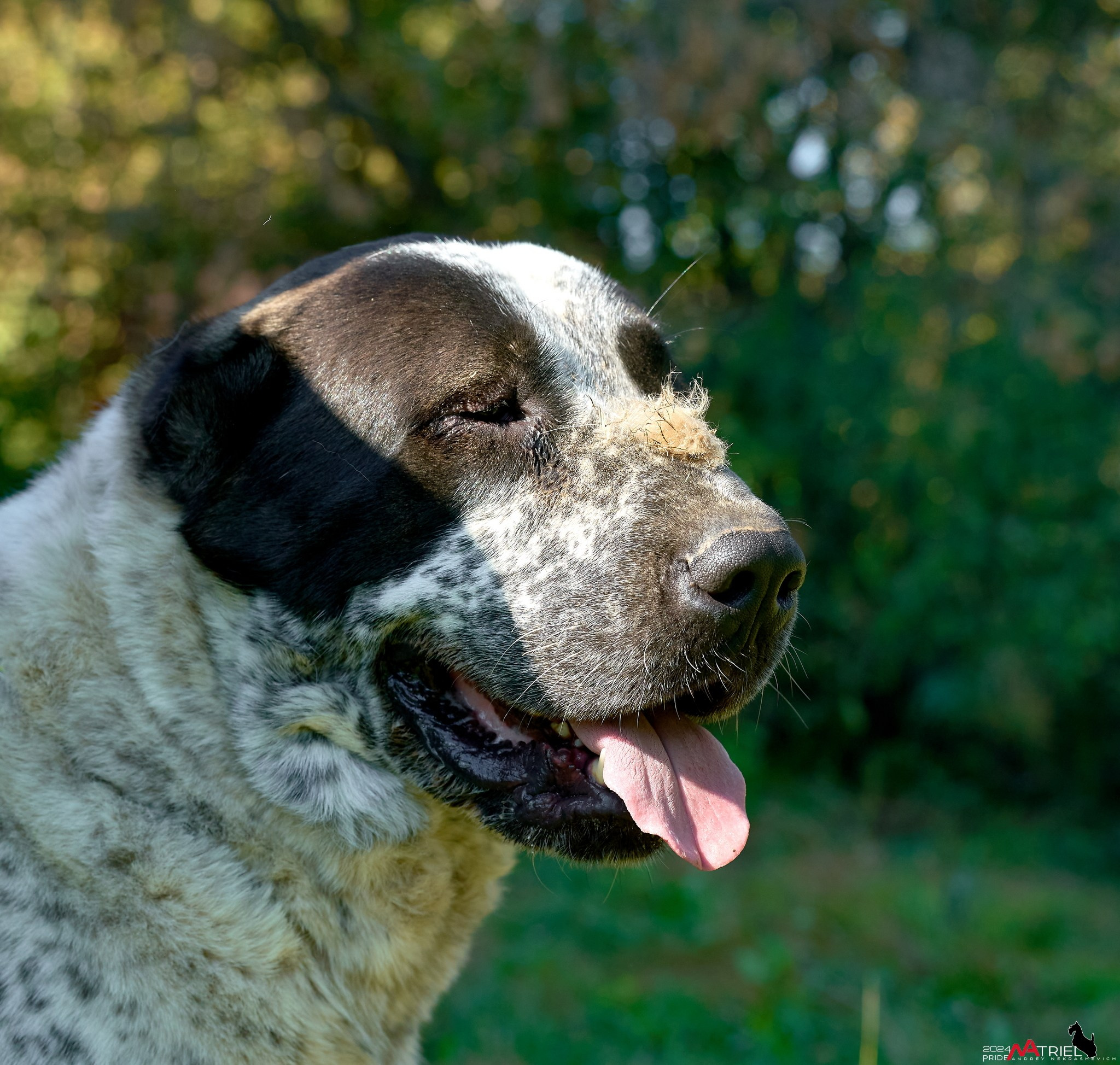Съемка собак в питомнике