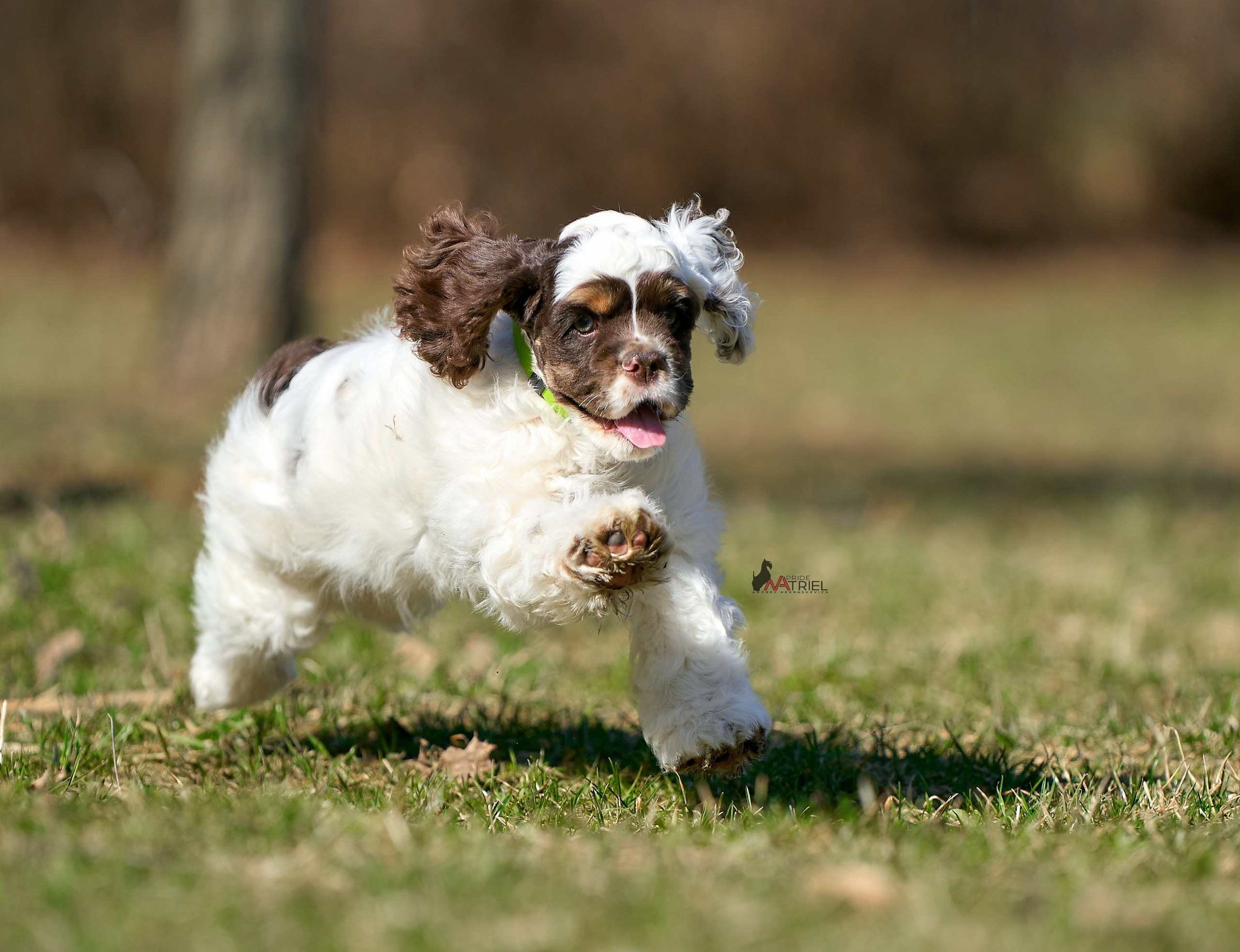 Прогулка со щенком