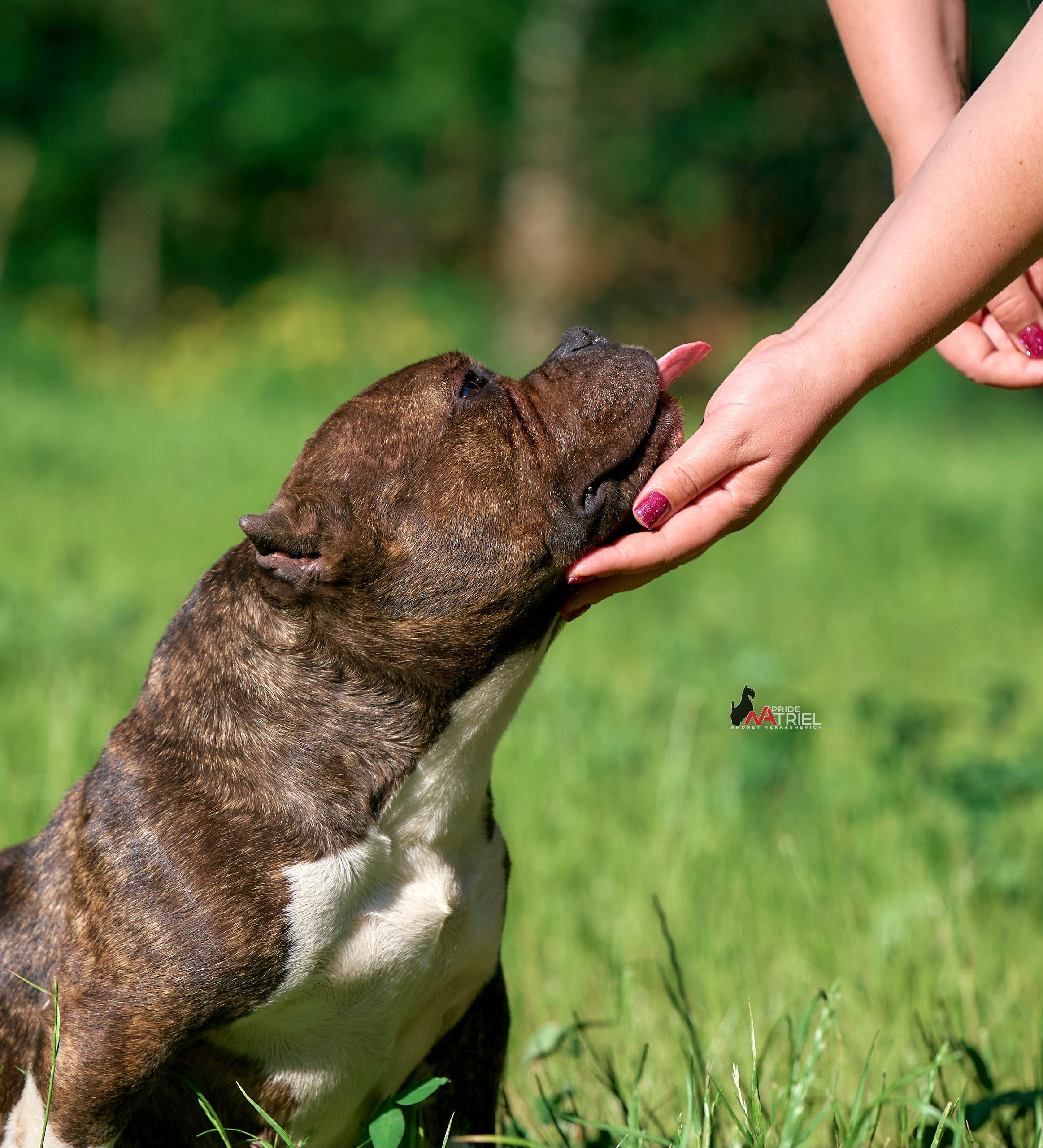 Собаки и Люди — галерея NATRIEL