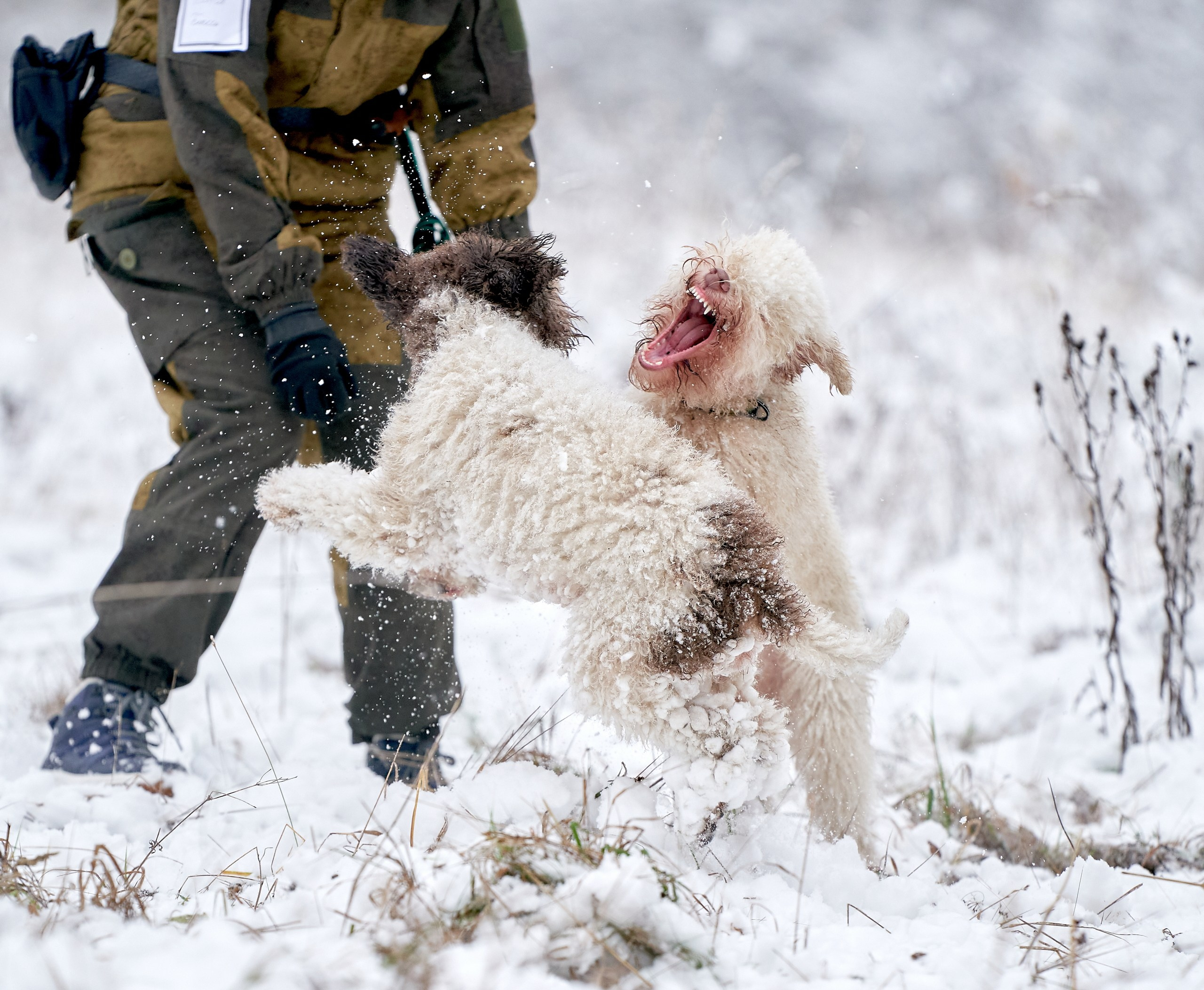 Мероприятия с собаками — галерея NATRIEL