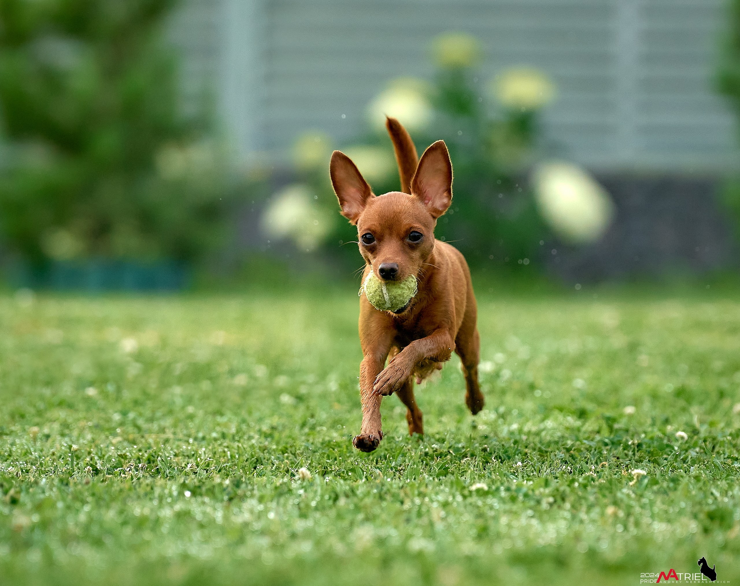 Фотопрогулка с крысариками