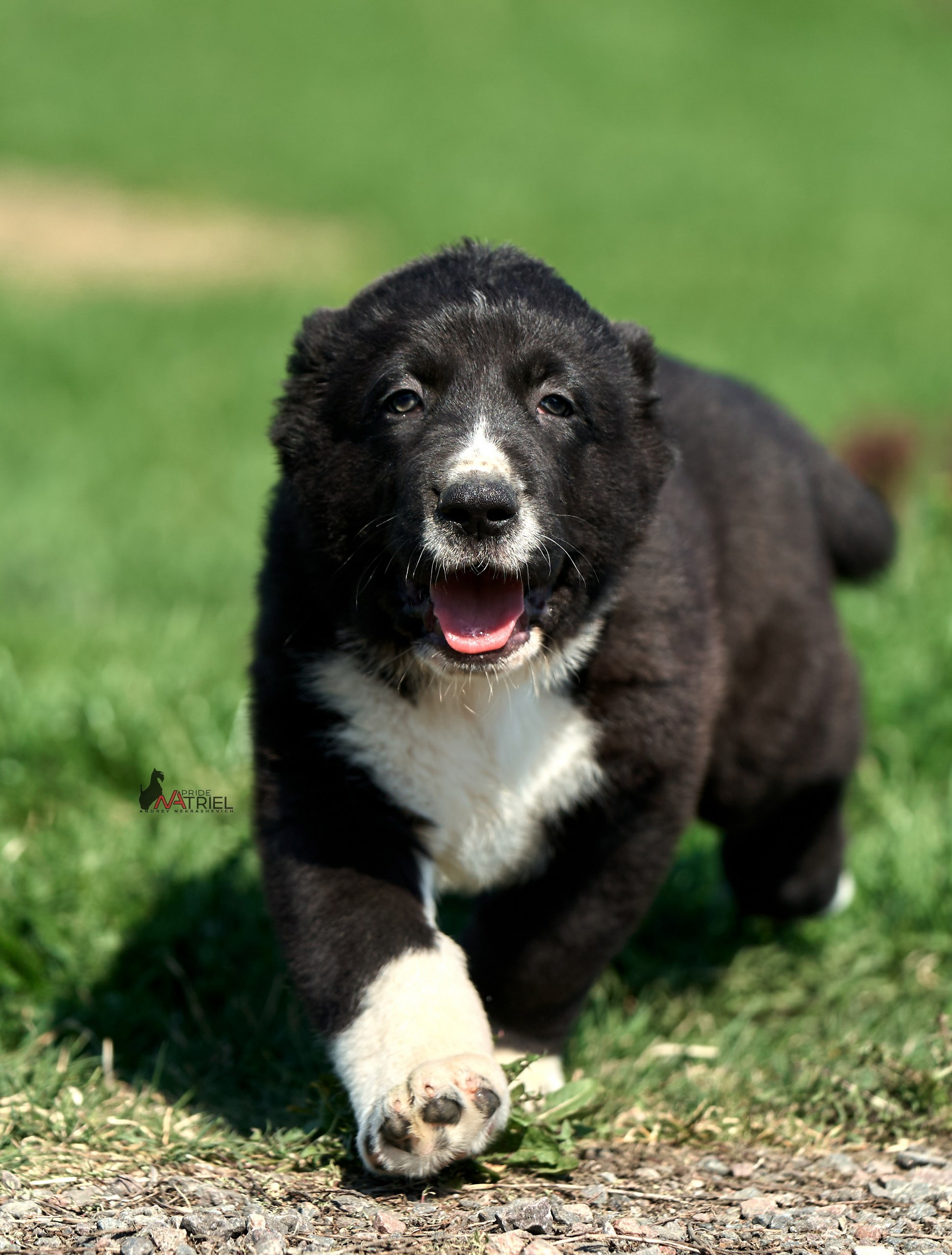 Среднеазиаты — щенки и взрослые