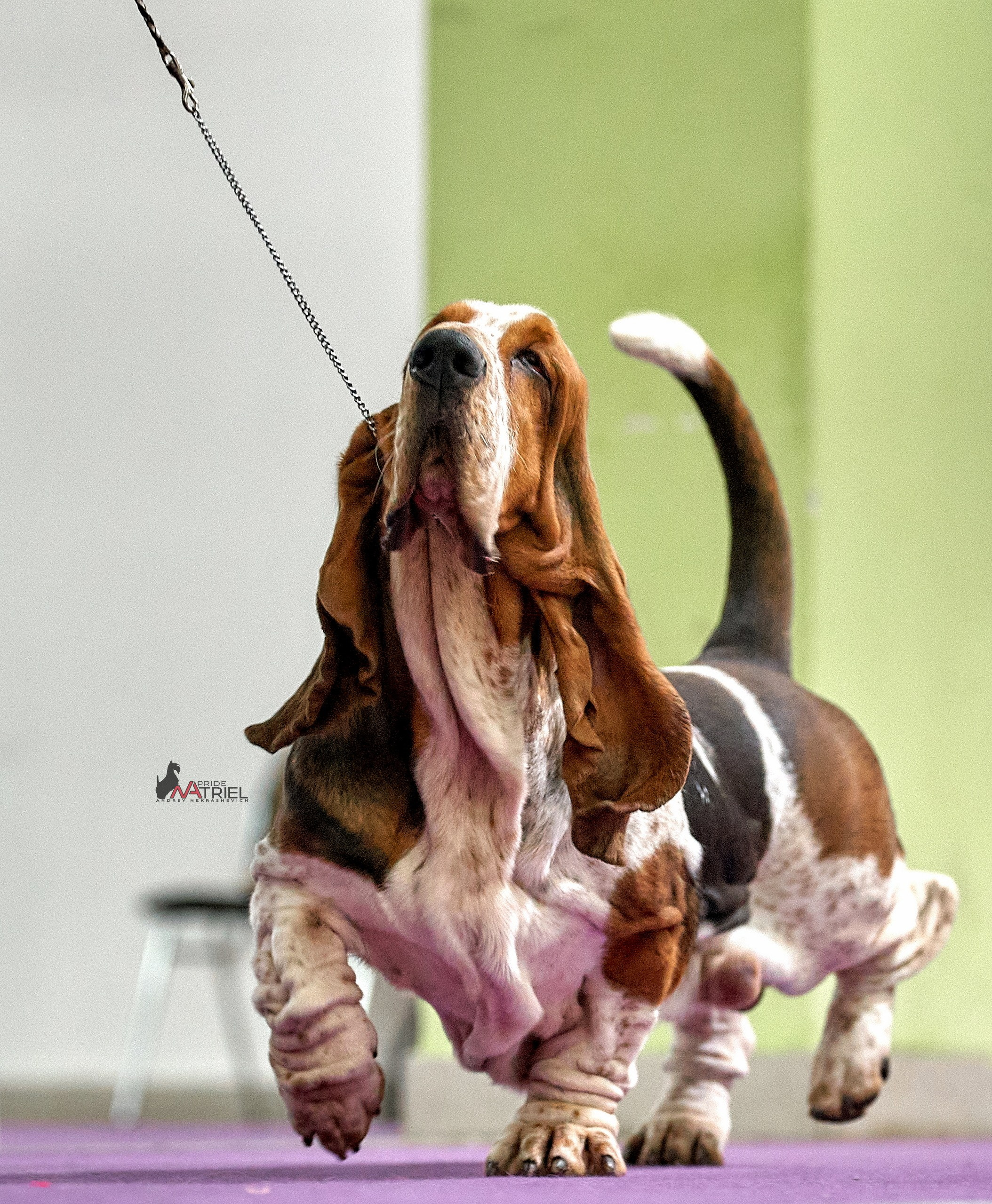 Работа в рингах — галерея NATRIEL