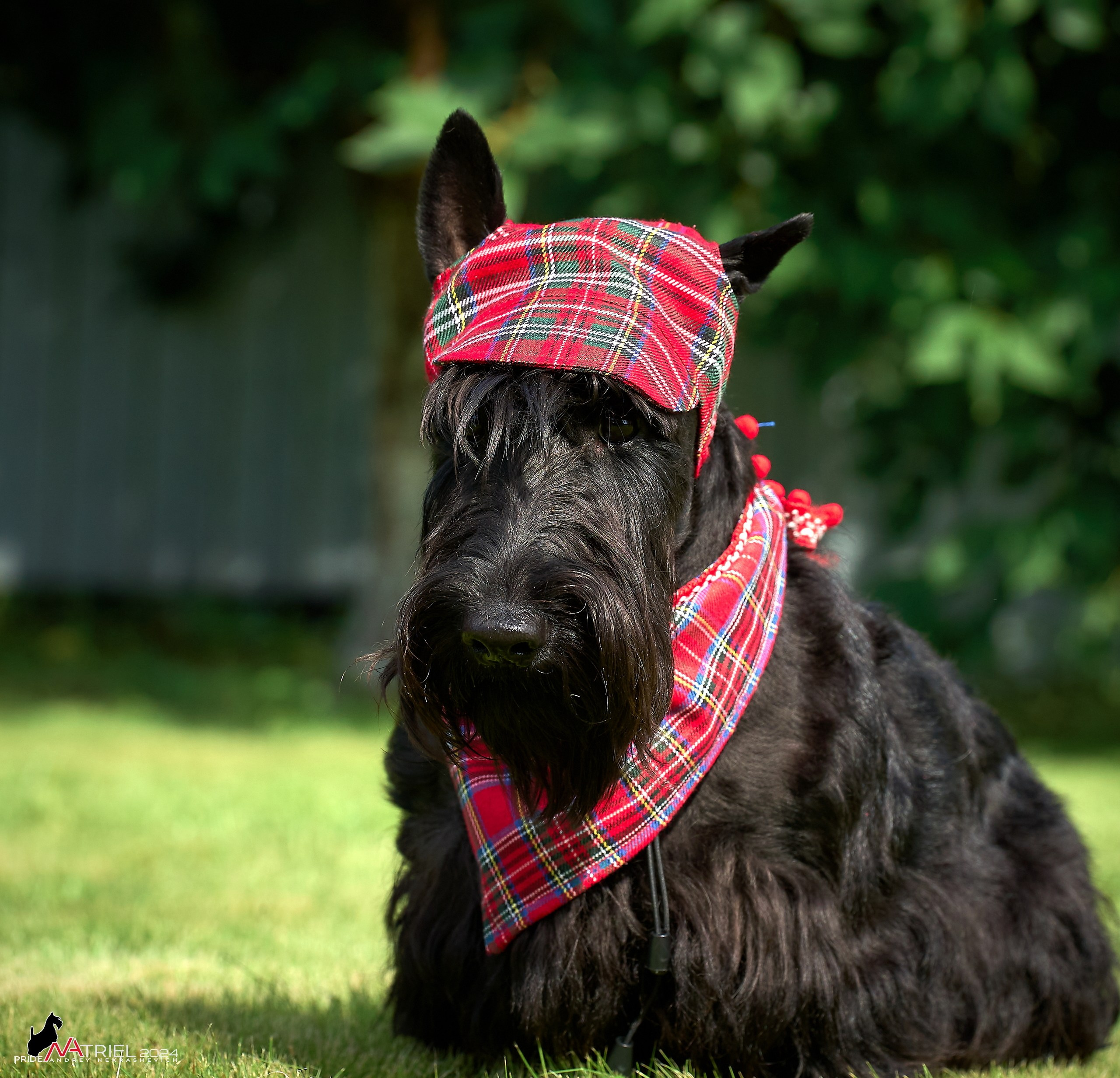 Скотчесемья «ИмпериалИти»