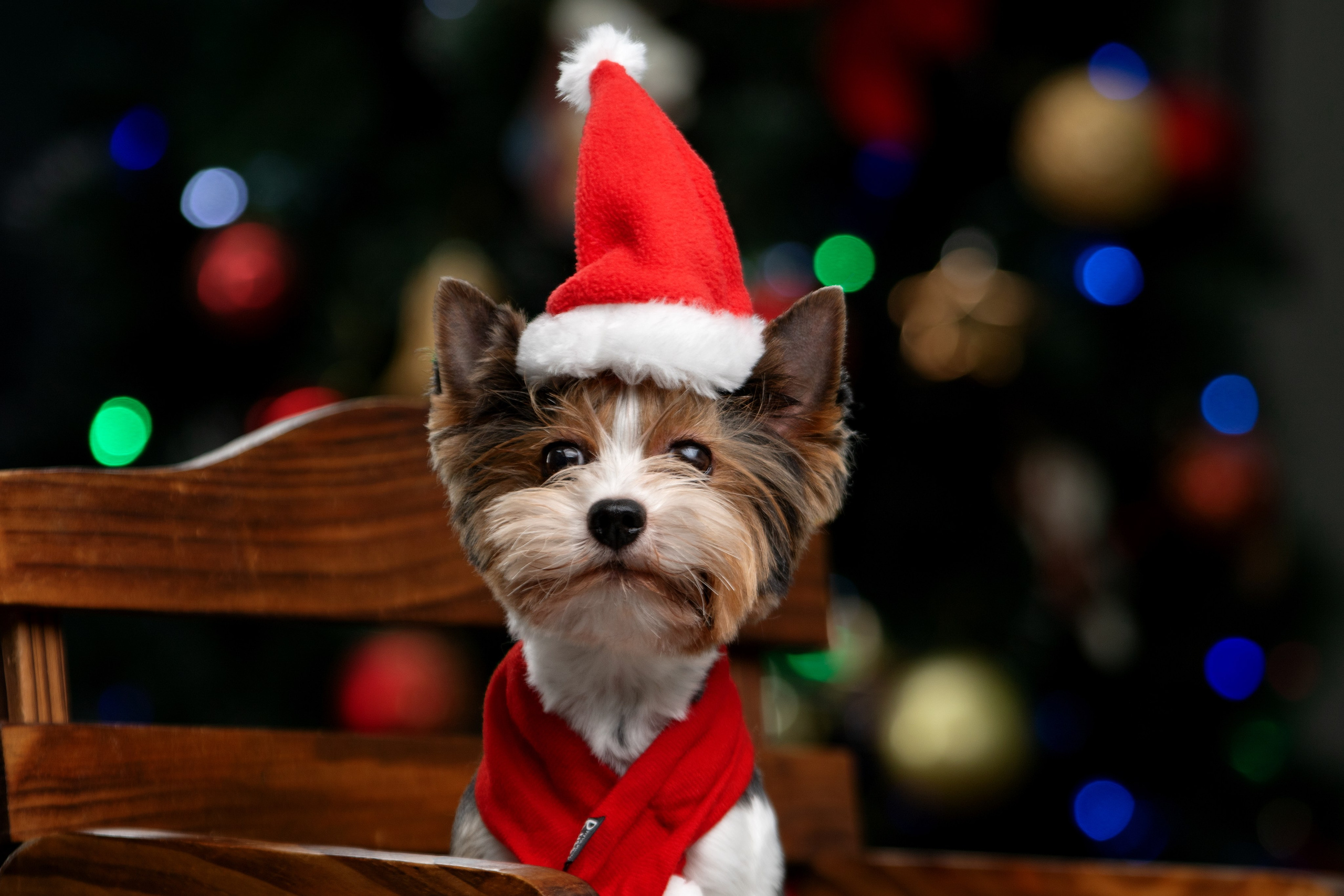 Отзывы. Фотограф-анималист Юлия Зубкова