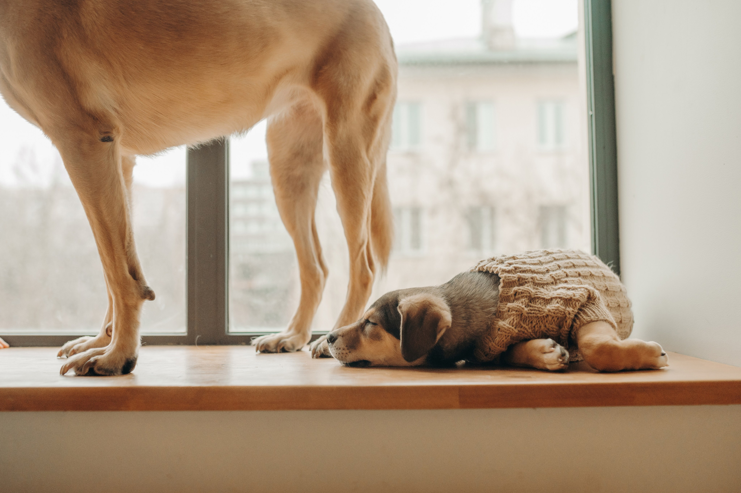 Анималистика. Главная