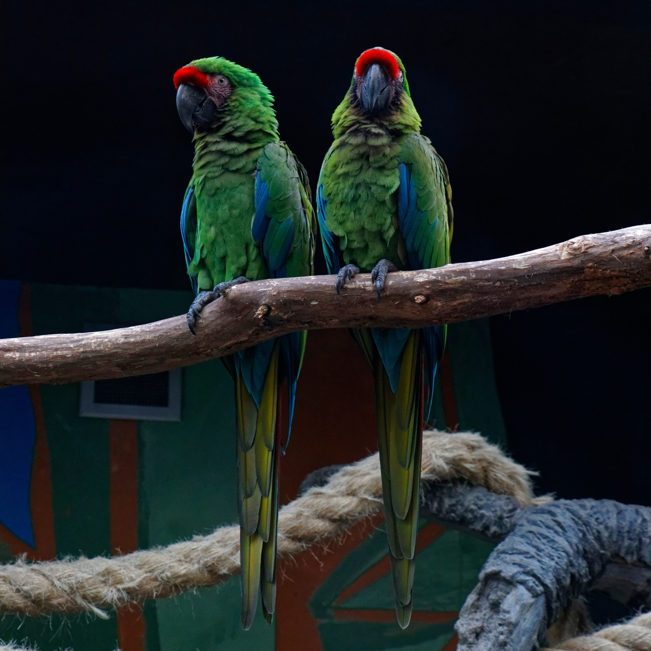 МОСКОВСКИЙ ЗООПАРК. Фотограф Владимир Роля