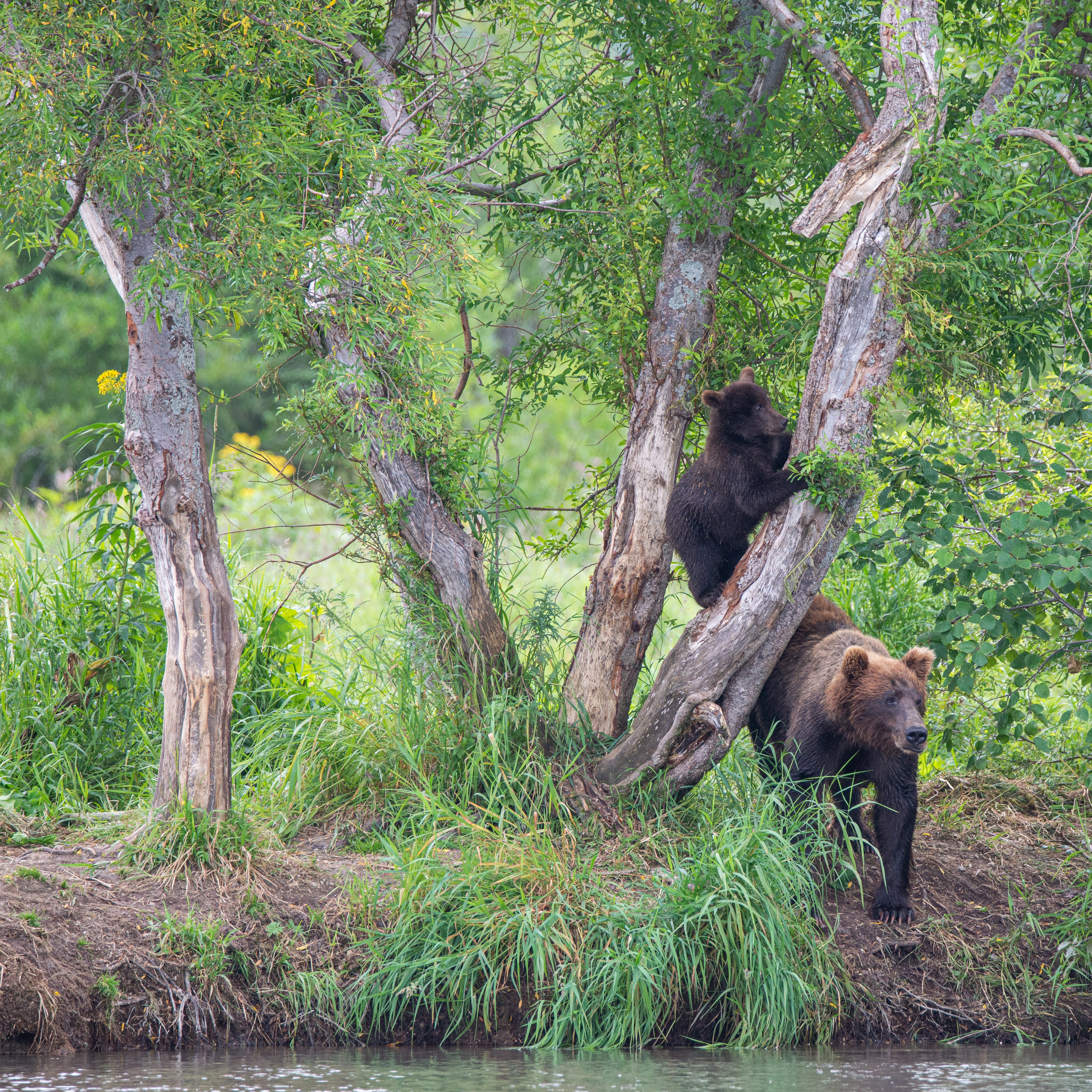 Камчатка — земля медведей. Игорь Иванко — Репортажный и событийный фотограф. Москва