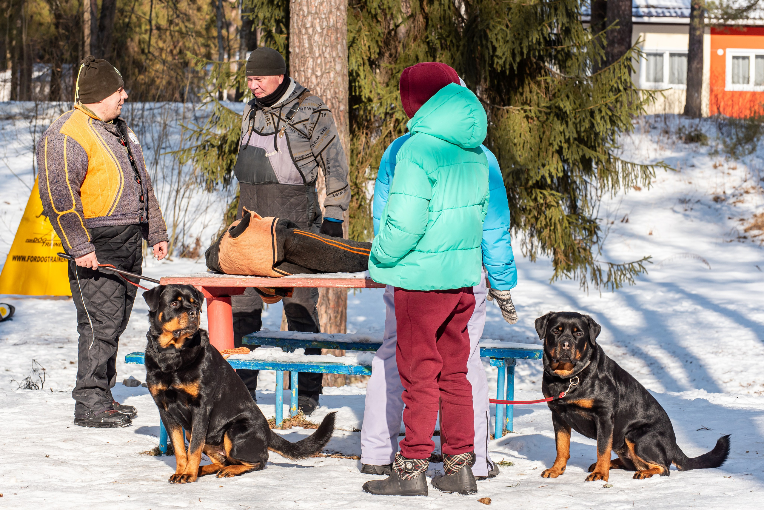 Фотосъёмка с собаками в Кинологическом лагере. Фотограф Макс Огурцов в Нижнем Новгороде