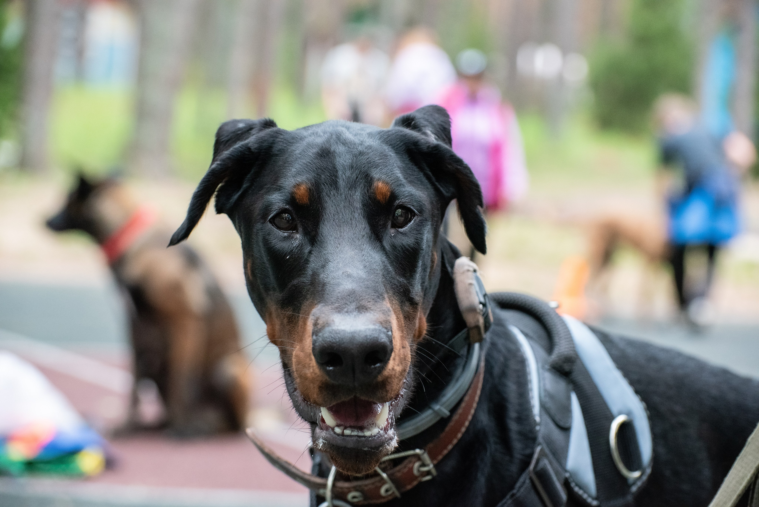Всплеск эмоций 2023 Кинологический фестиваль. Фотограф Макс Огурцов в Нижнем Новгороде