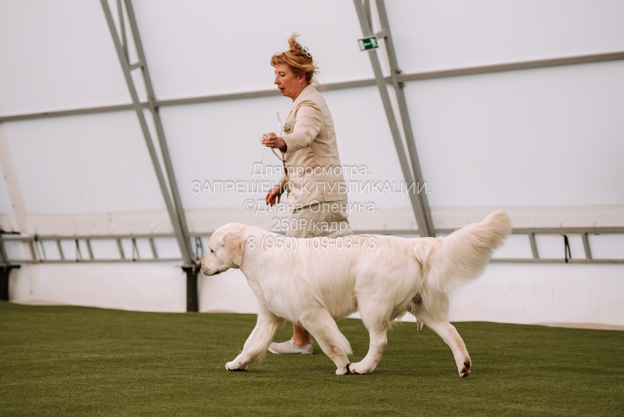 Выставка собак Красноярск 2.06. Фотограф Диана Оленина Красноярск / Братск