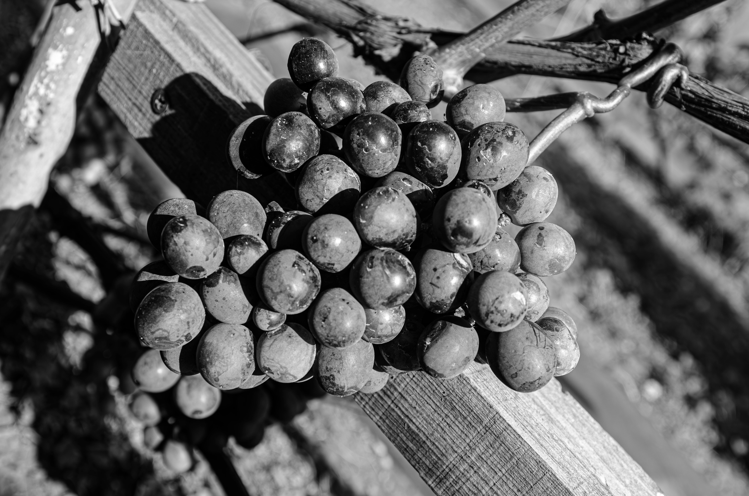 Дары Природы. Sreda fotoArt