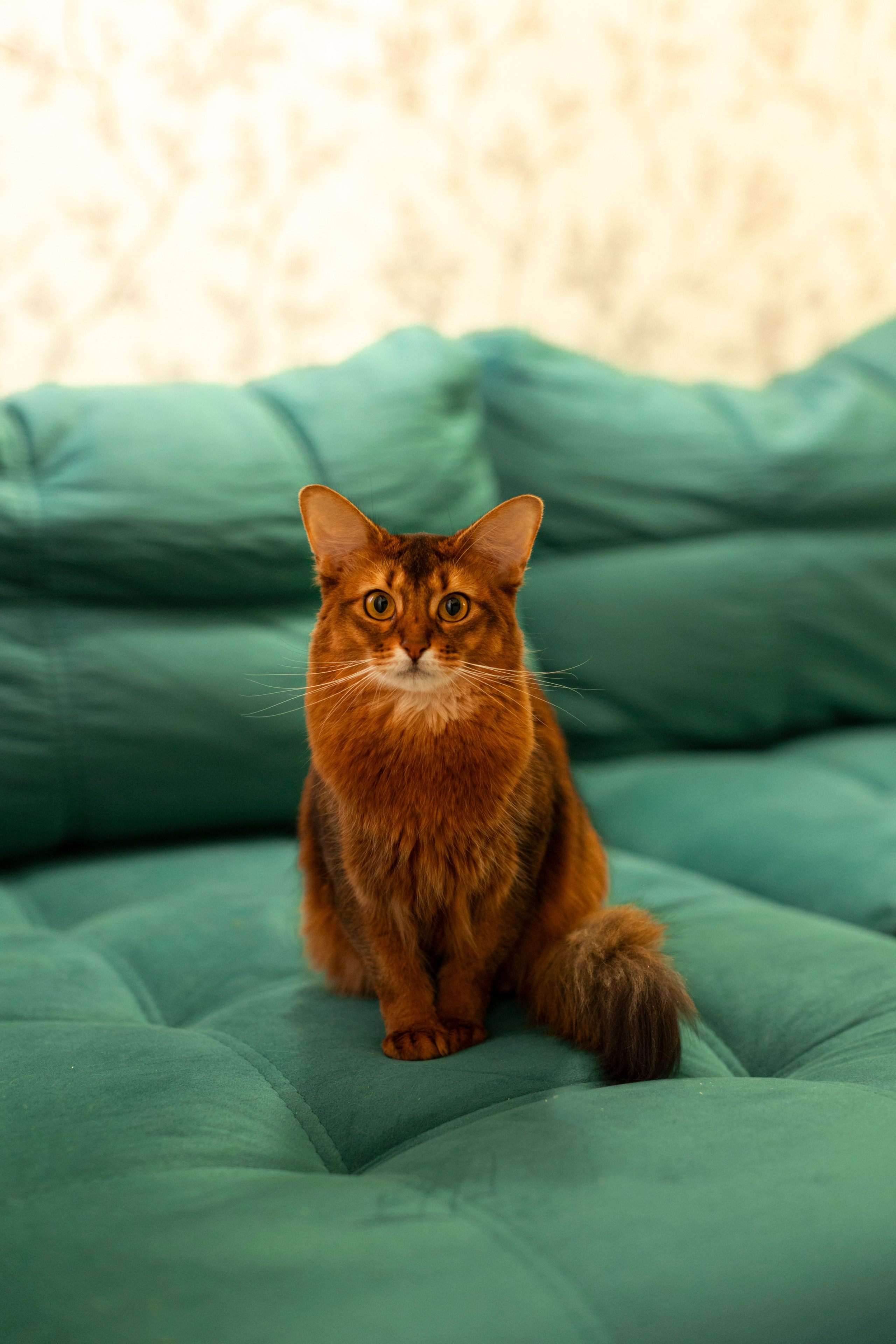 Сомали. Art my Pho