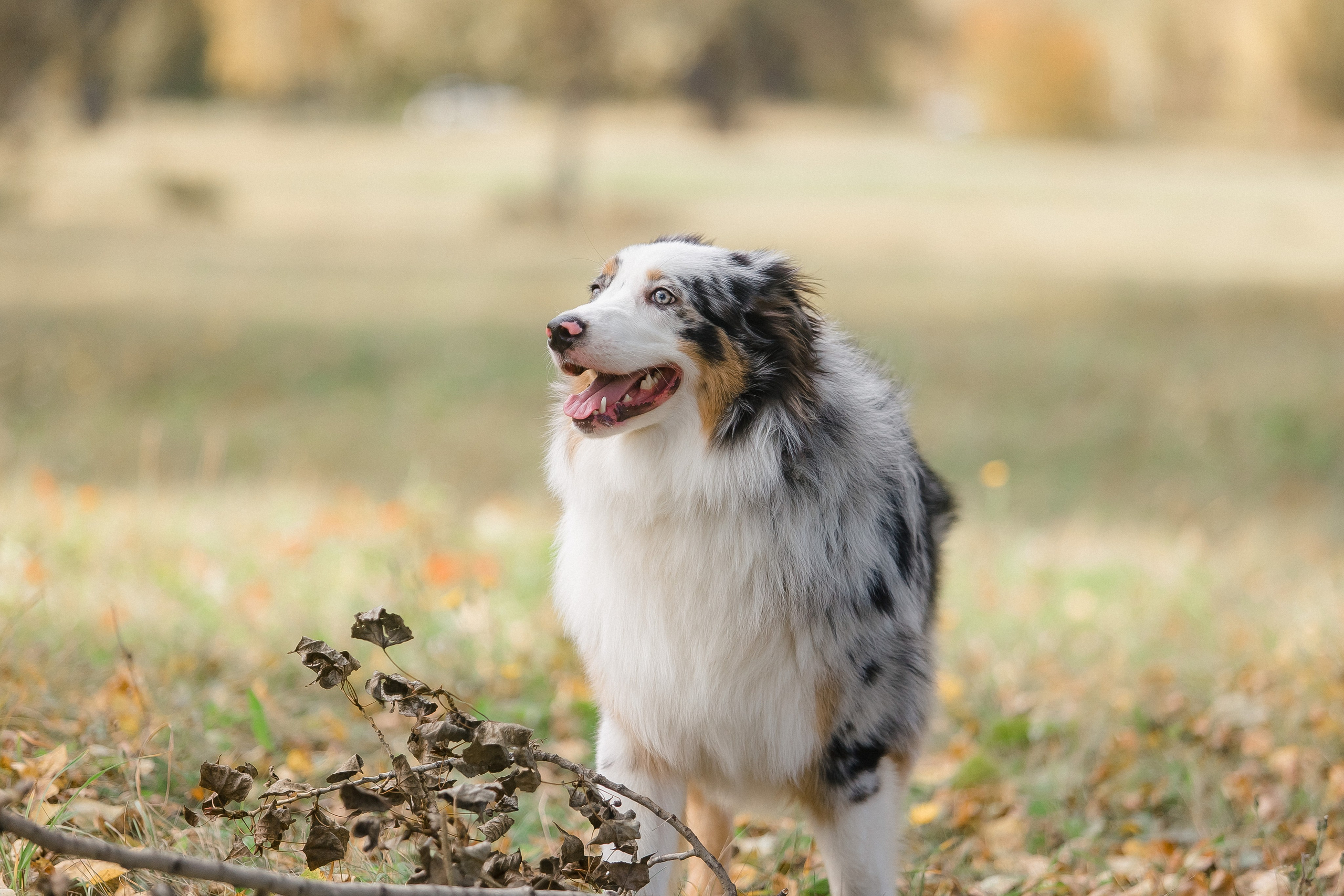 Аусси Дэймон. Свадебный и женский фотограф