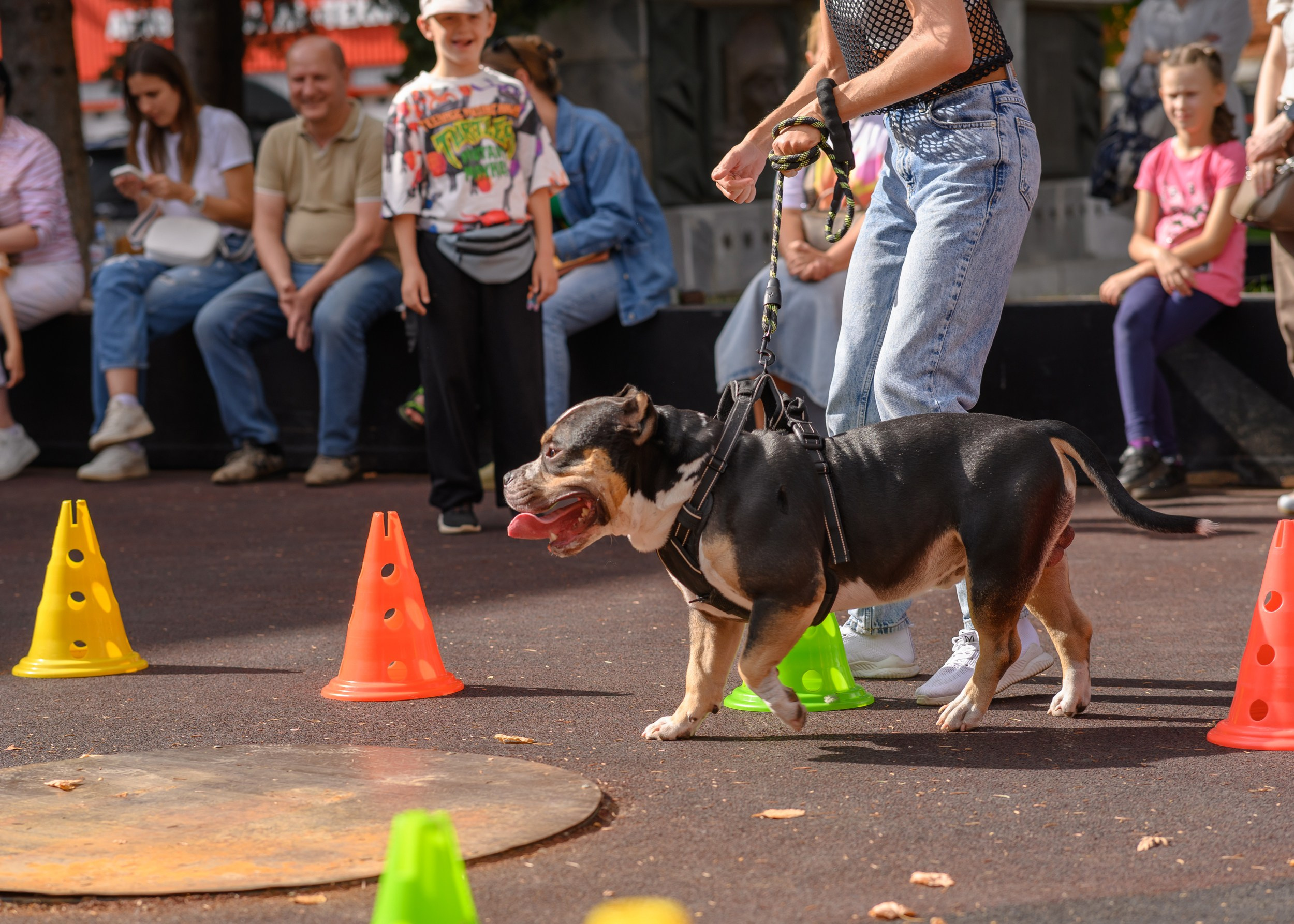СобачийФест_РынокНаГоре_10082024. Фотограф Александр Данилов