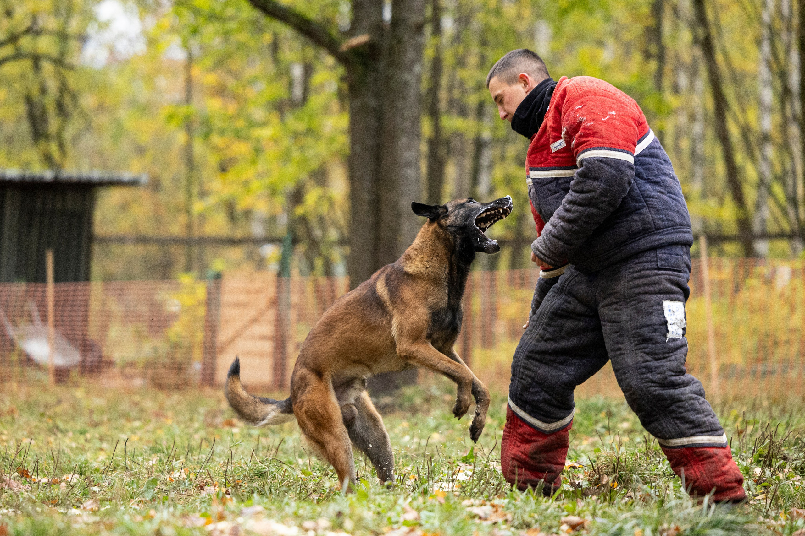 Соревнования по Мондьорингу г. Вологда. Фотограф-анималист Анна Маринич