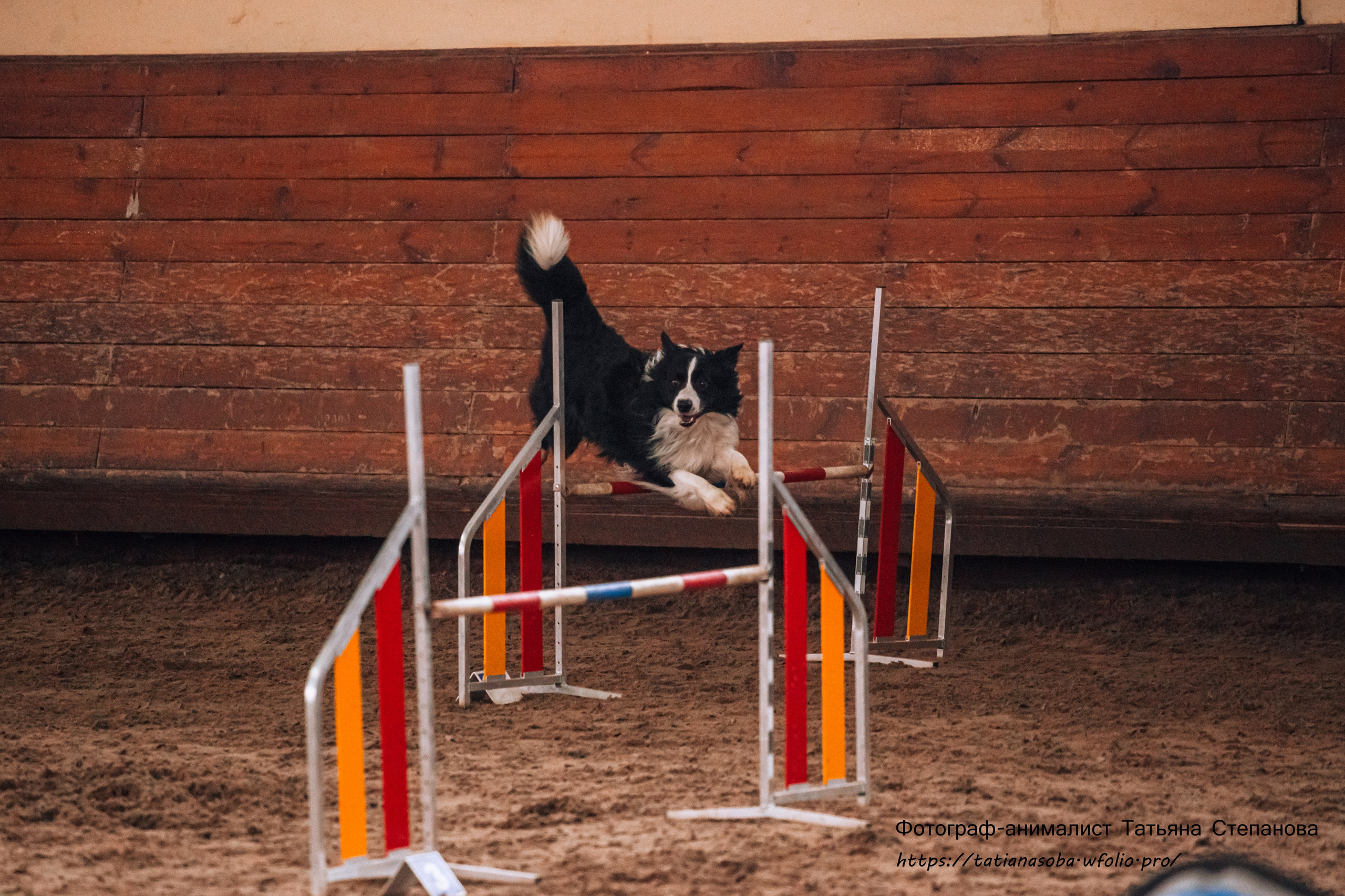 Соревнования по Аджилити 25.02.2024. Фотограф-анималист Татьяна Степанова