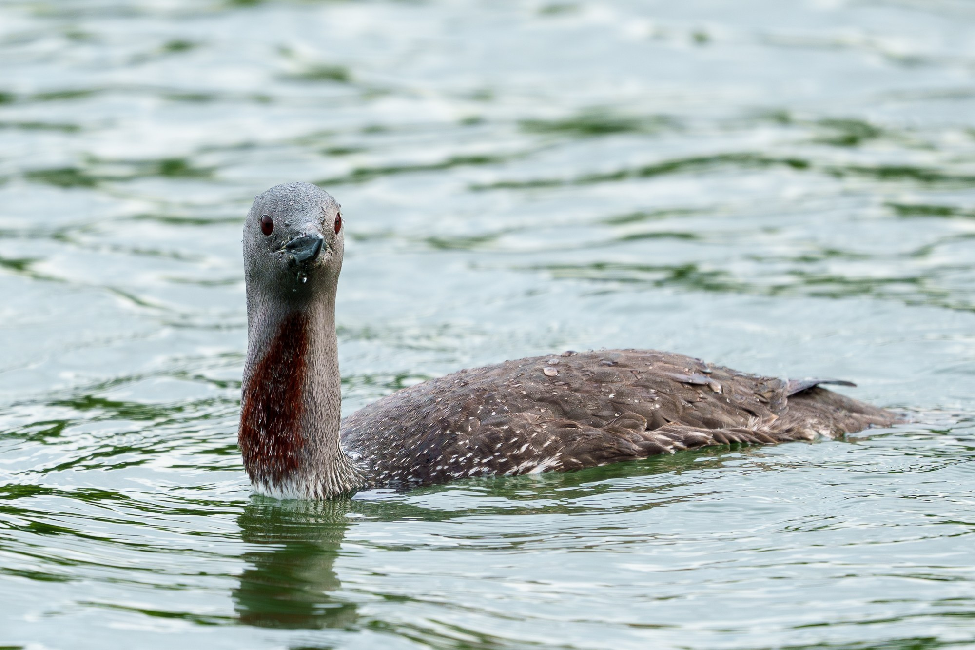 Удивительные мир птиц. Вокруг нас столько прекрасного — присмотритесь!. Ваш личный фотограф Марина Волкова