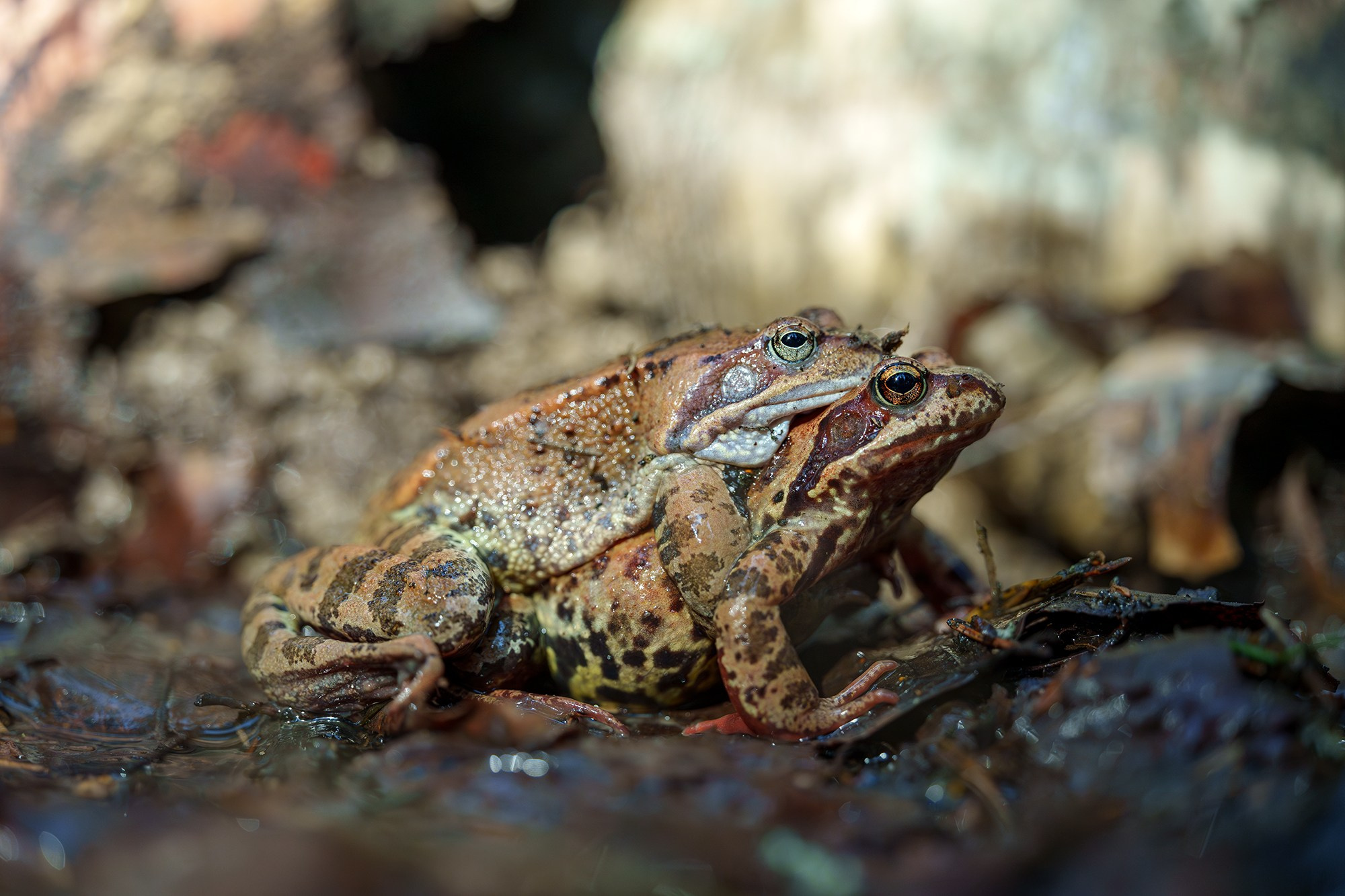 Животные. Ваш личный фотограф Марина Волкова