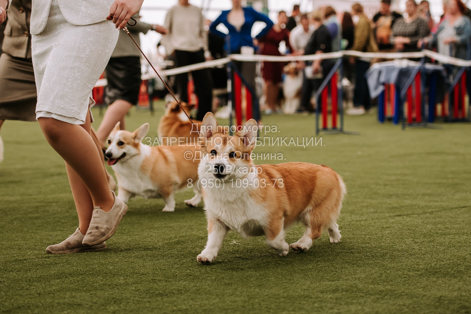 Выставка собак Красноярск 2.06. Фотограф Диана Оленина Красноярск / Братск