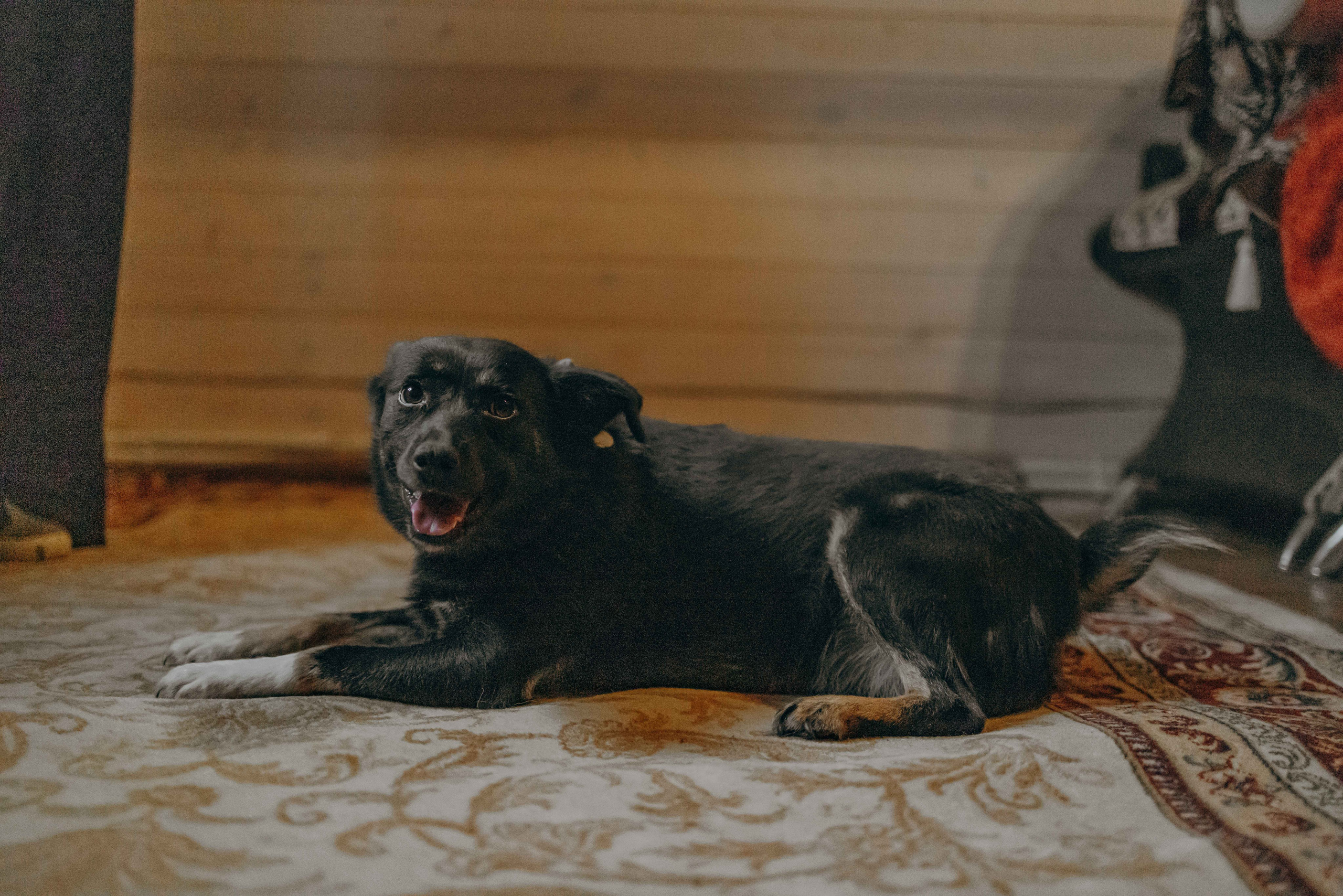 Передержка. Фотограф-анималист в Москве Лера Черноног