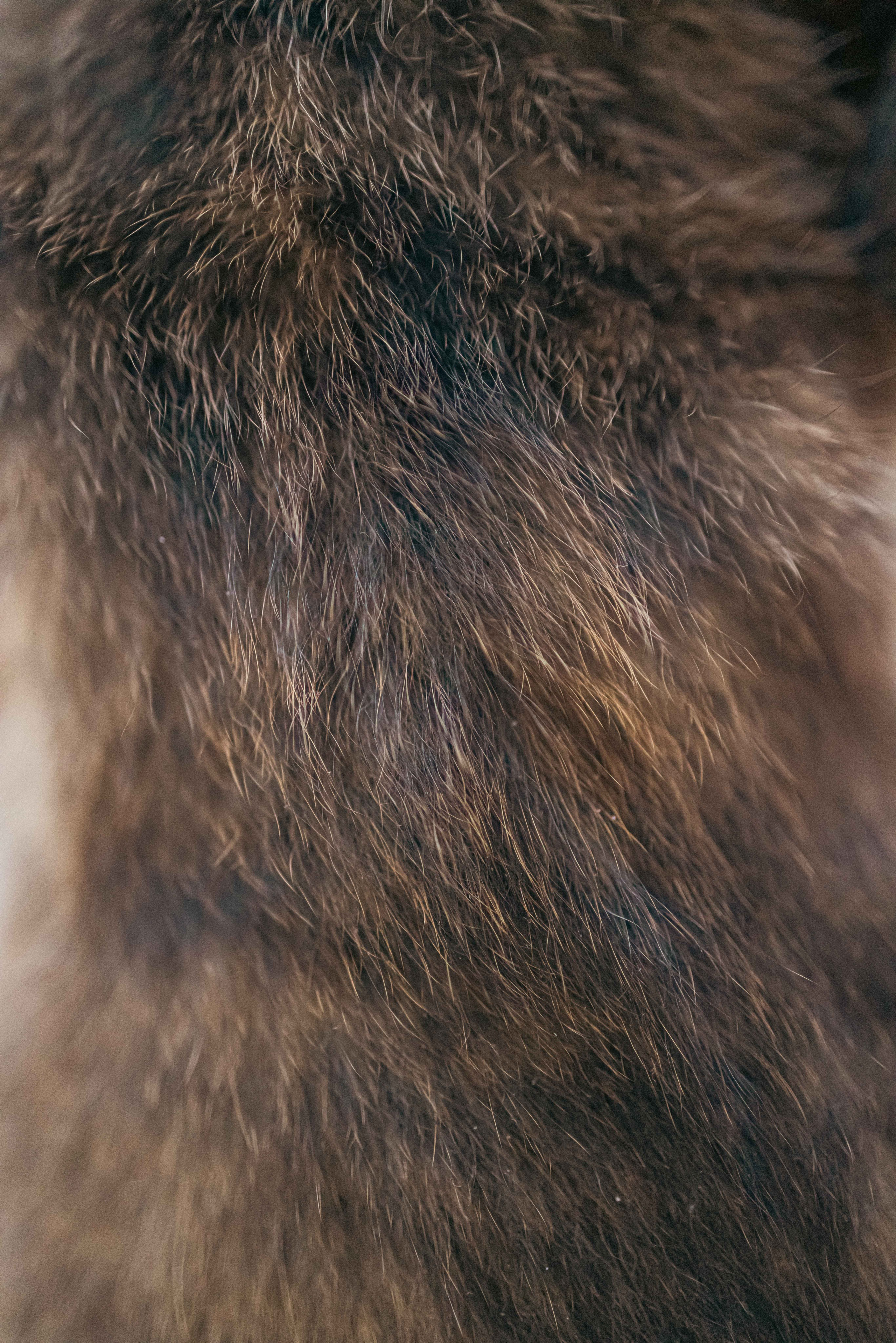 Гайка. Фотограф-анималист в Москве Лера Черноног