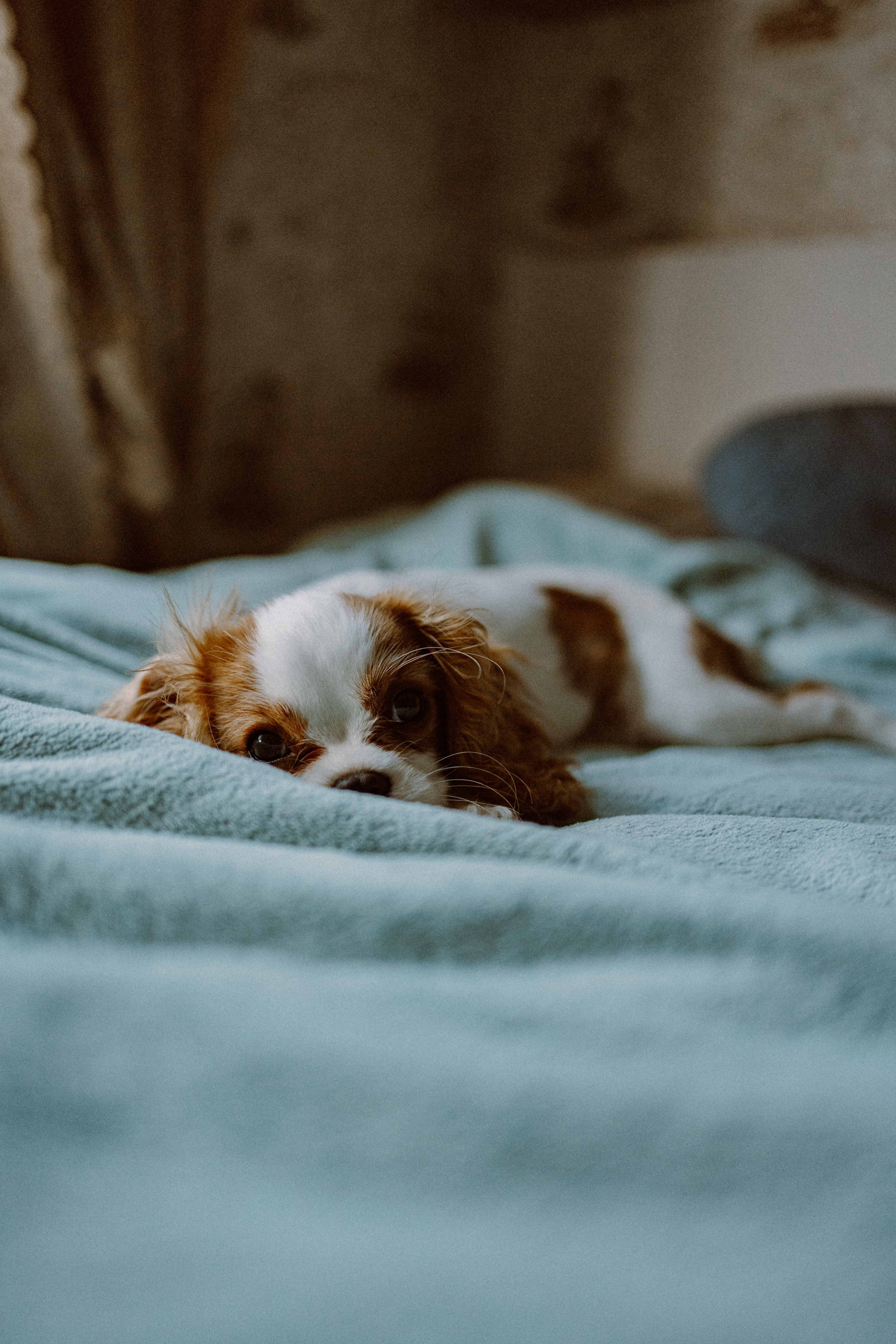 Юля и Кипр. Фотограф-анималист в Москве Лера Черноног